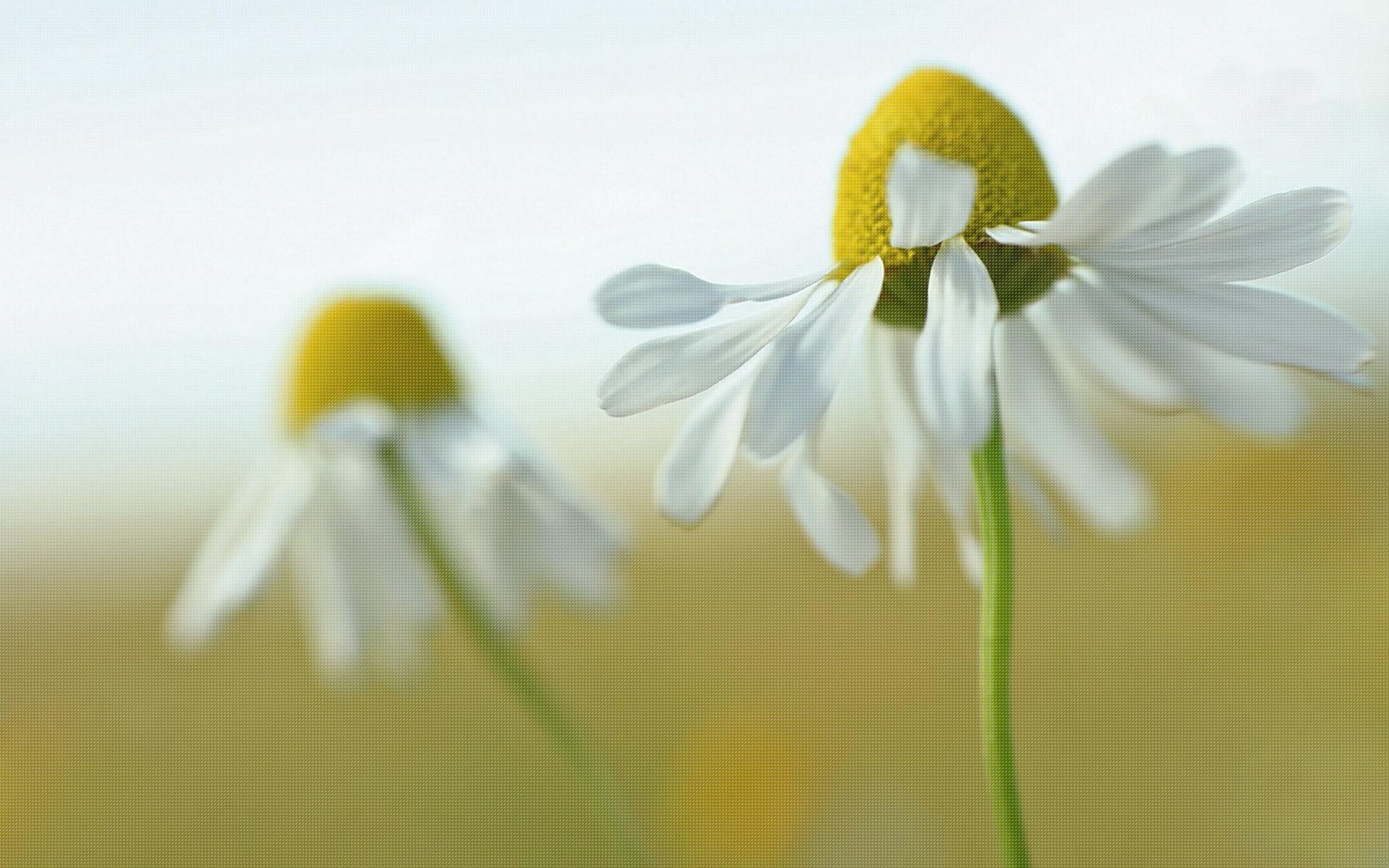 Macro Flowers White Flowers Plants Matricaria Daisies 1280x800