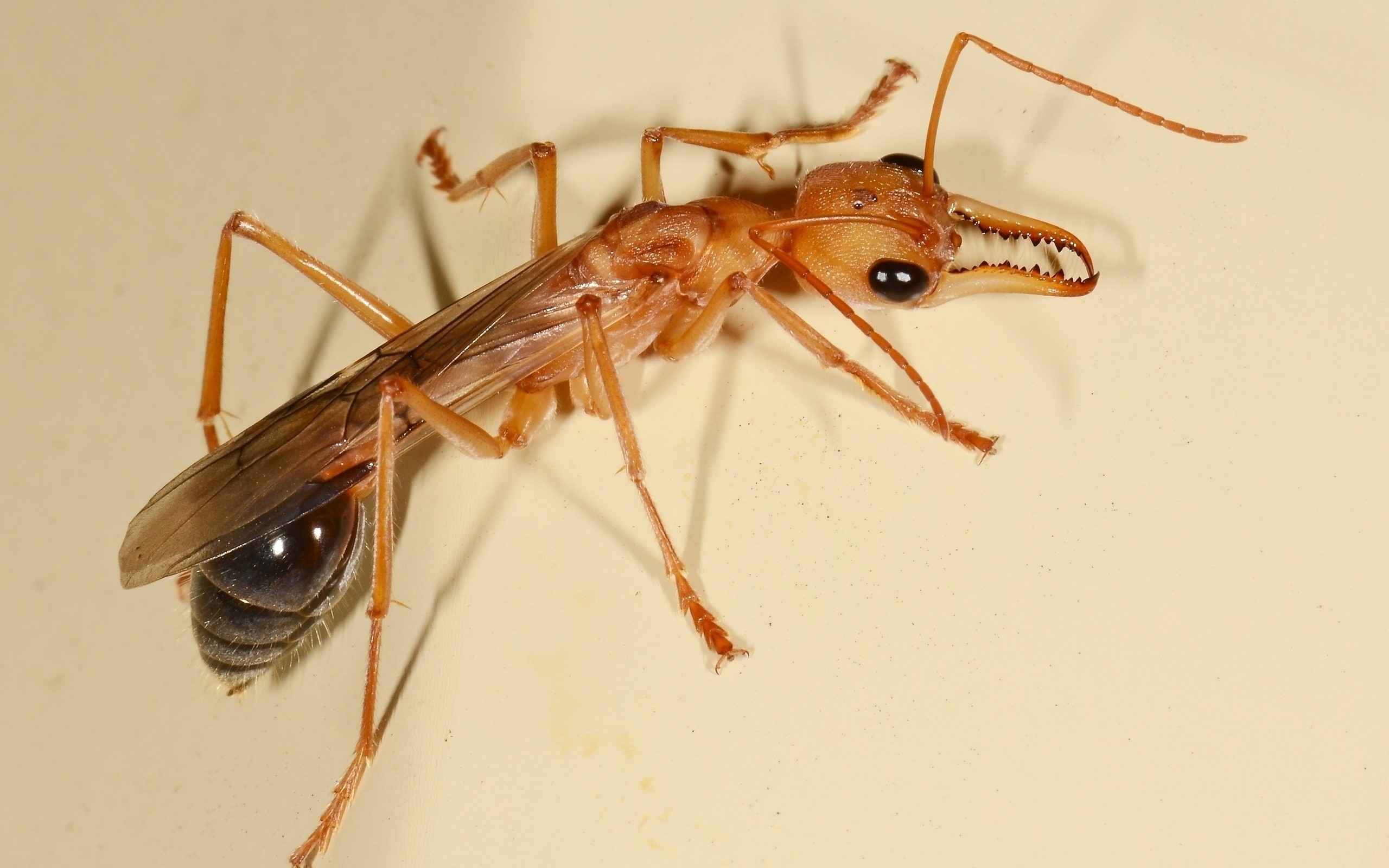 Macro Animals Insect Hymenoptera Ants 2560x1600