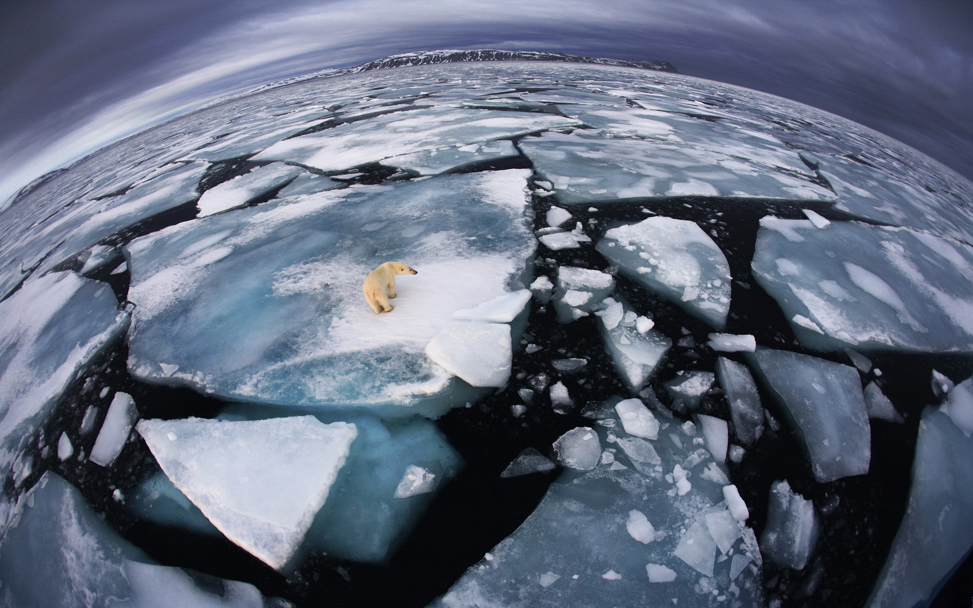 Polar Bear Ice North Pole Landscape 1920x1200