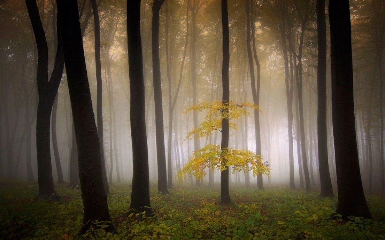 Mist Nature Landscape Morning Poem Forest Trees Shrubs 1230x768