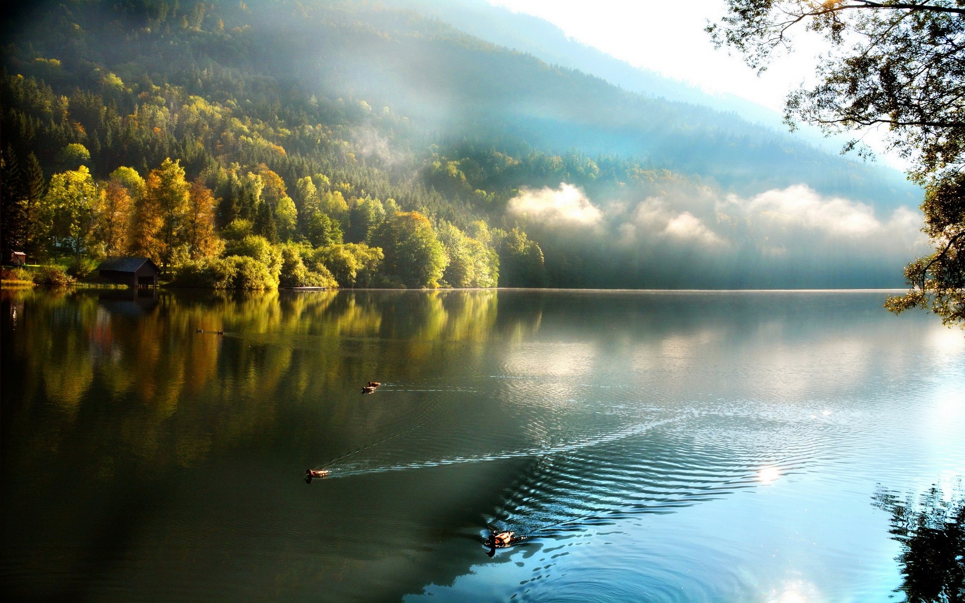 Fall Lake Nature Trees Mist Clouds Duck Water Landscape Reflection Swimming Boathouses Forest 1920x1200