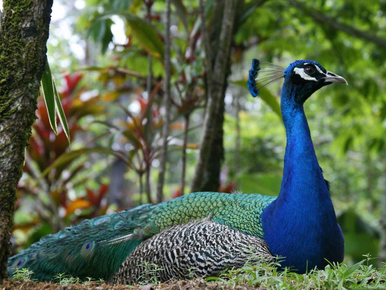 Animals Birds Peacocks Peacock 1600x1200