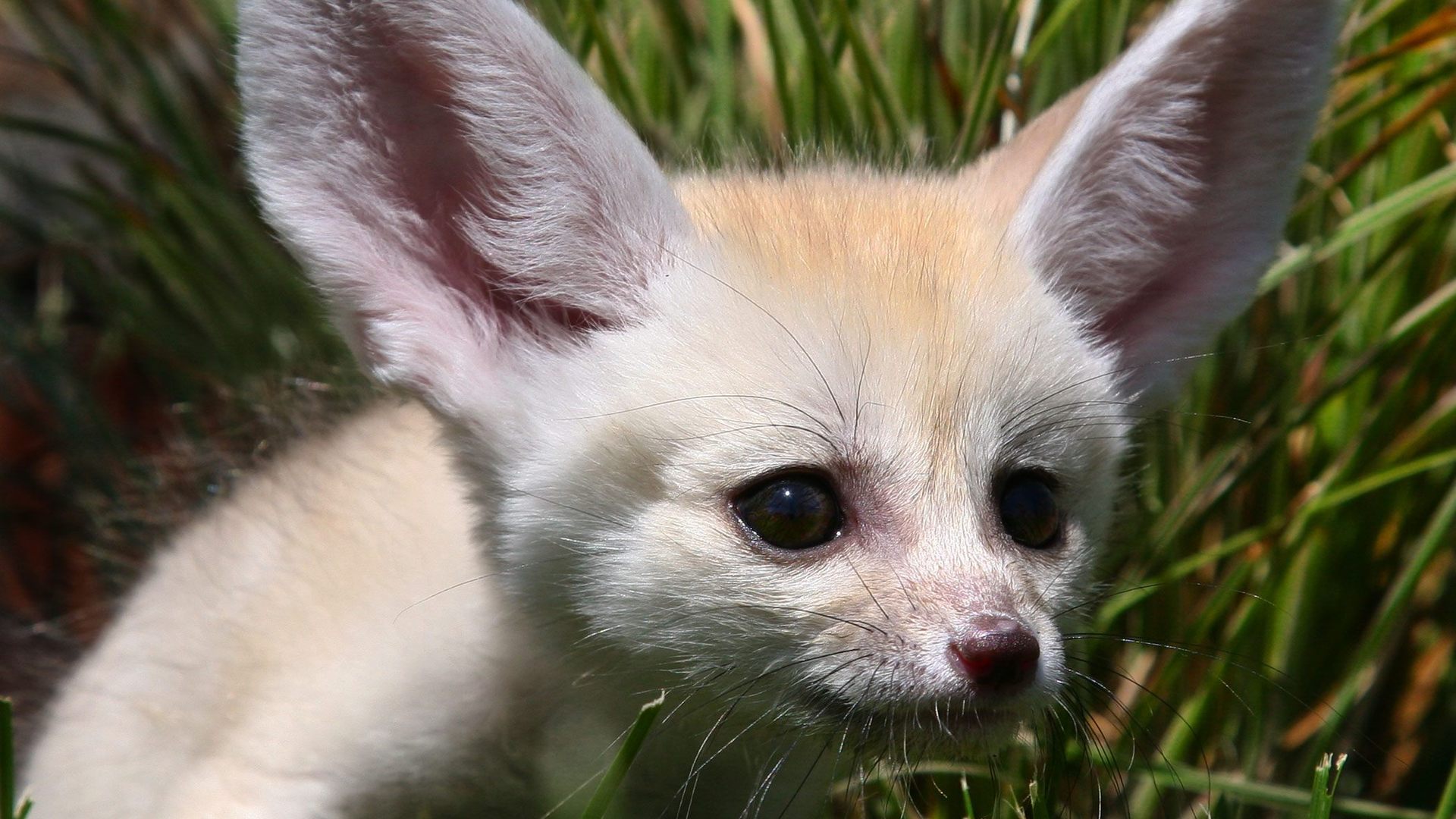 Animal Fennec Fox 1920x1080