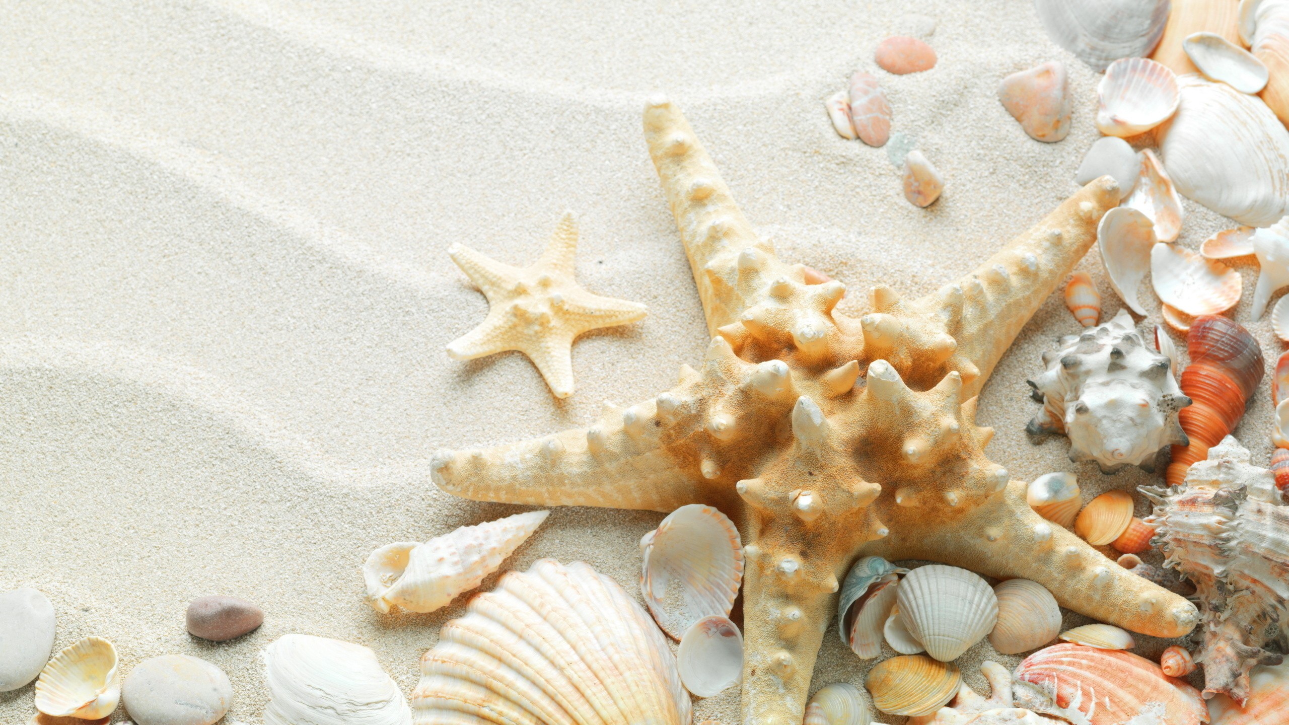Macro Nature Sand Starfish Seashells 2560x1440