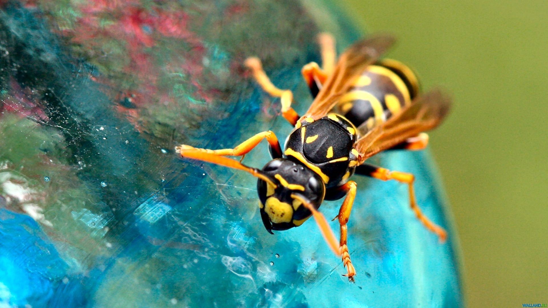 Wasps Nature Insect Closeup Photography 1920x1080