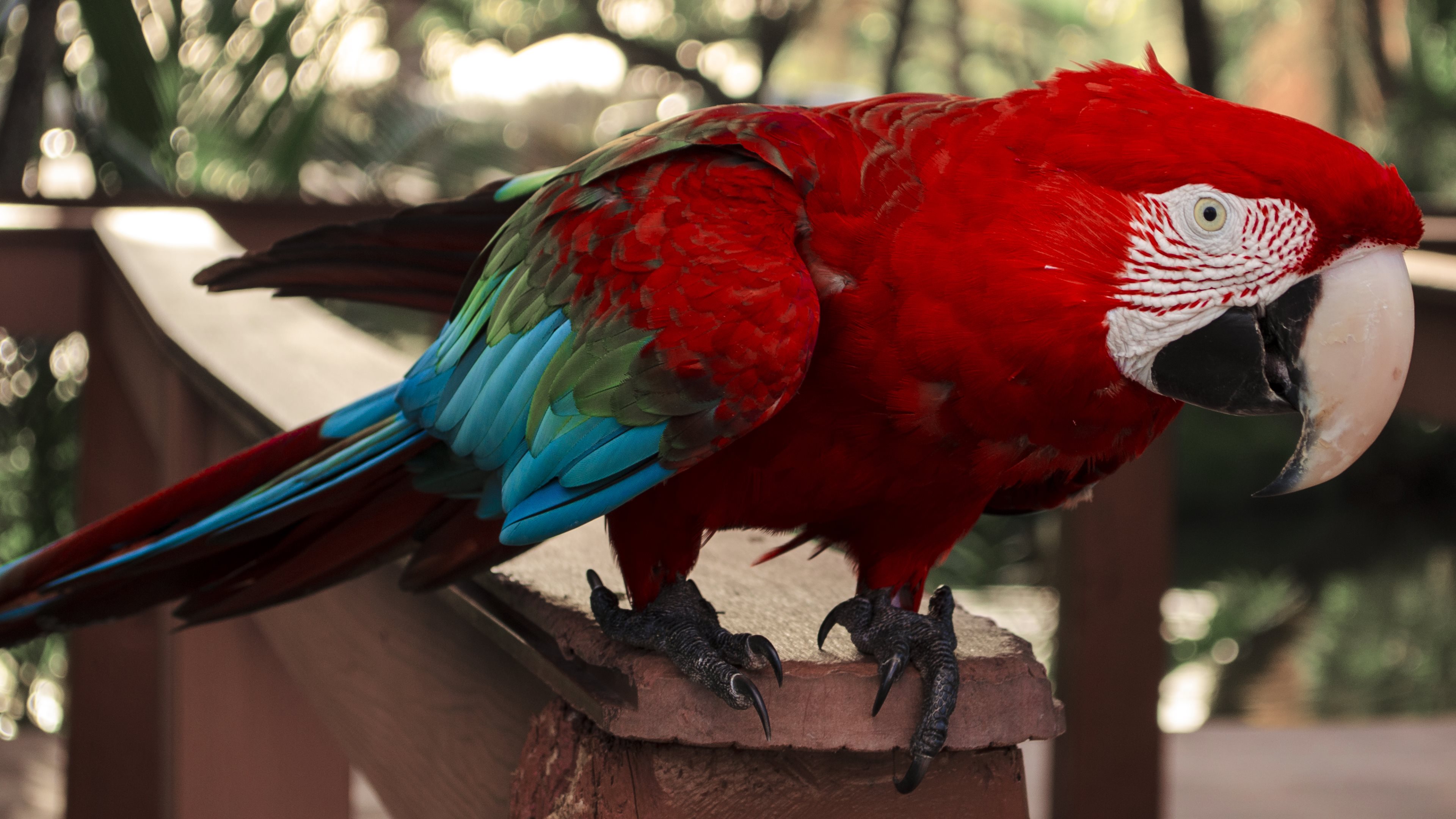 Macaw Parrot Bokeh Red And Green Macaw 3840x2160