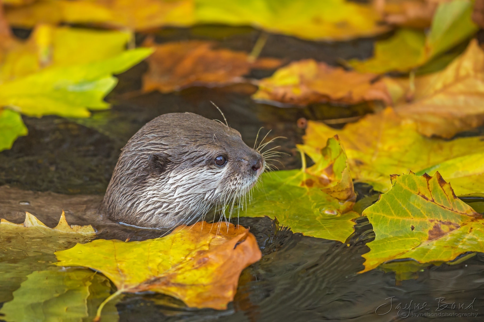 Animals Mammals Otters Jayne Bond 2048x1365