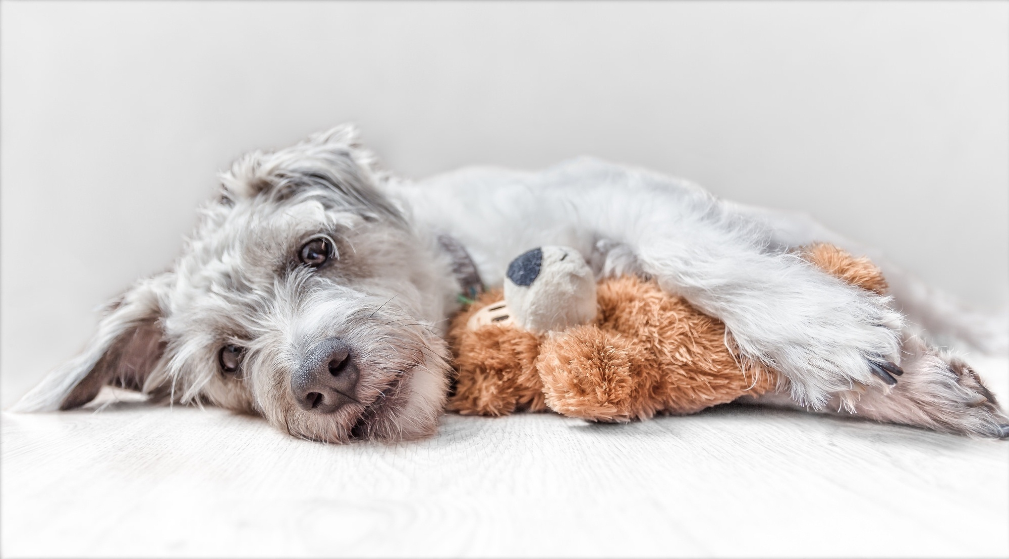 Jack Russell Terrier Dog Muzzle Teddy Bear Cute 2000x1108