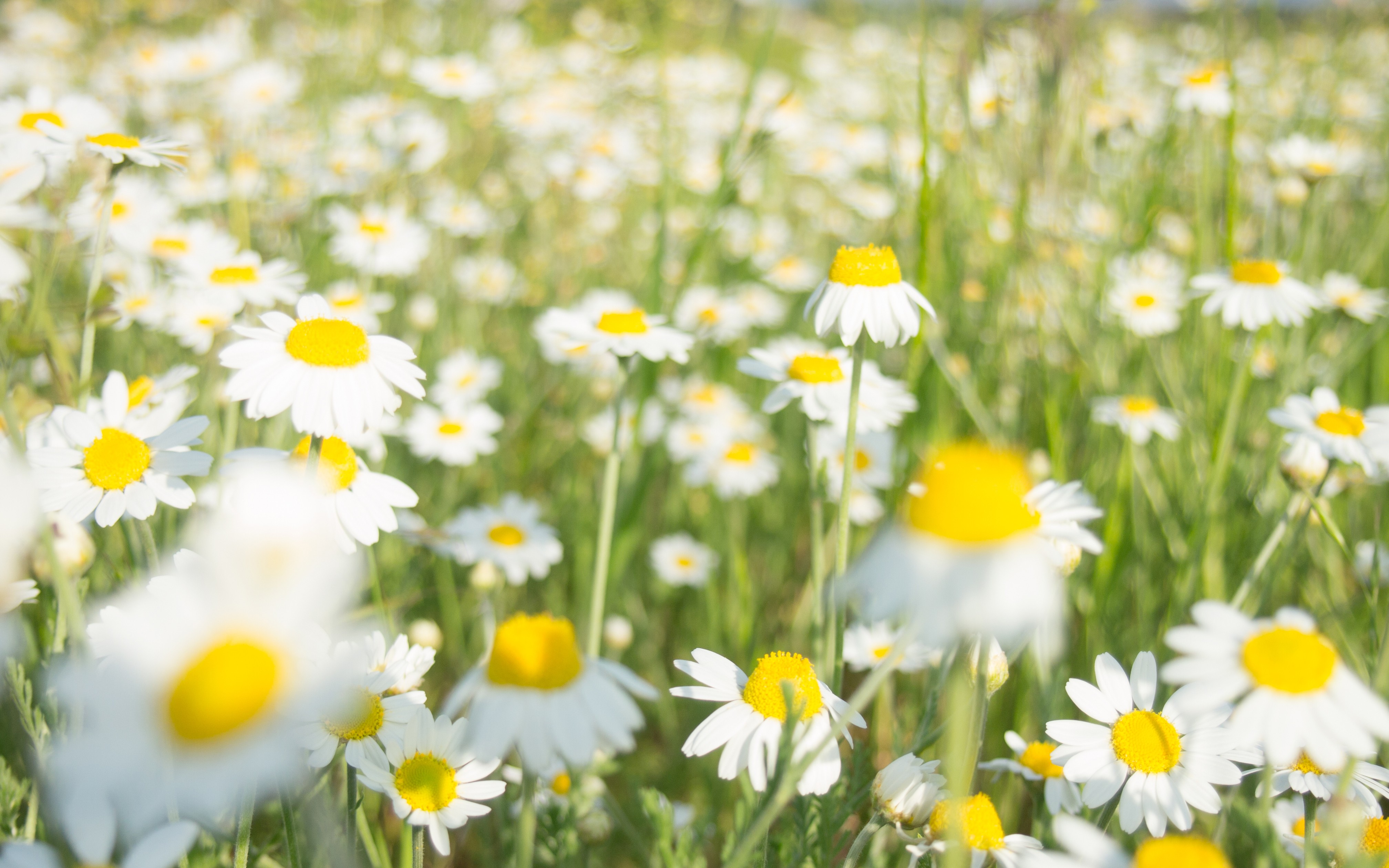 Matricaria White Flowers Plants 4032x2520