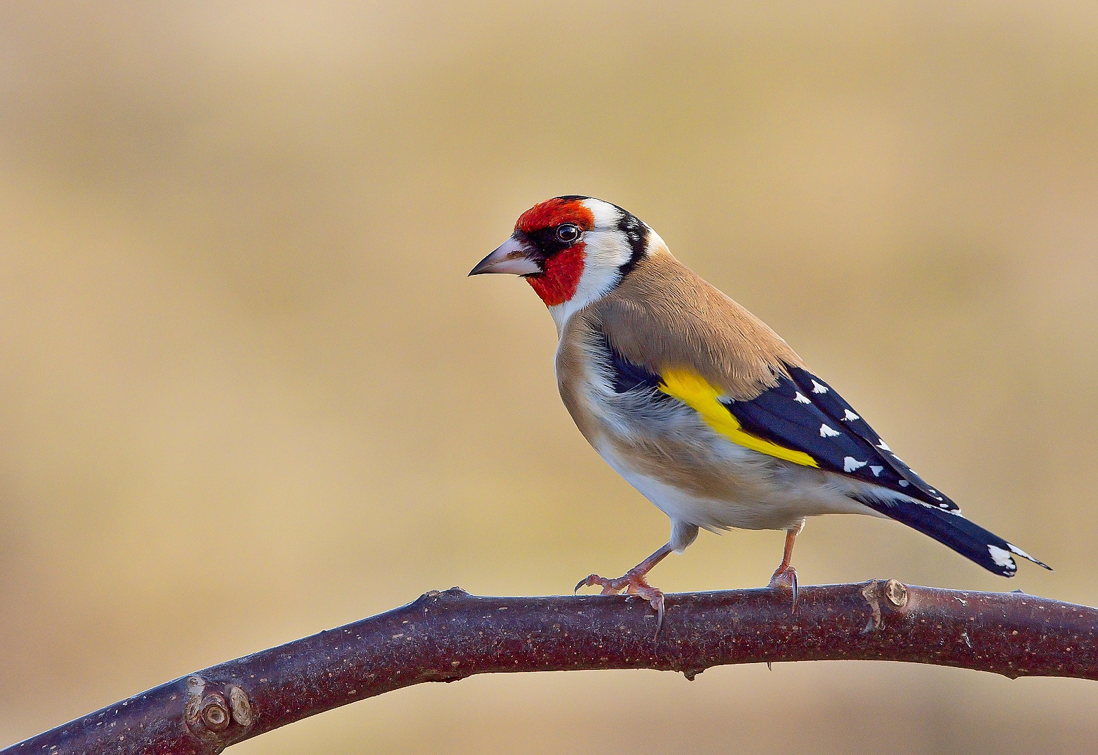 Bird European Goldfinch 1600x1101