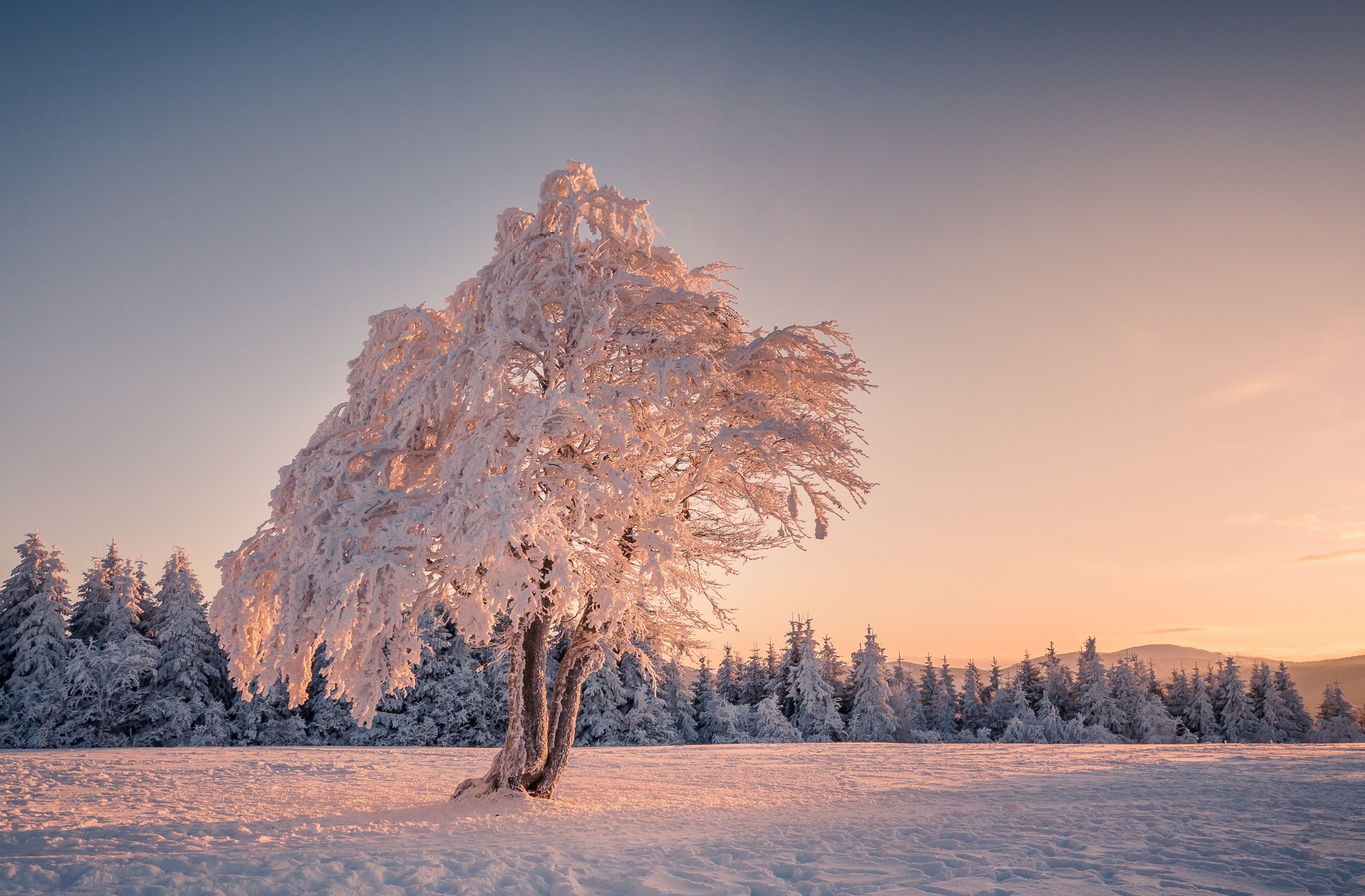 Winter Tree 2048x1345