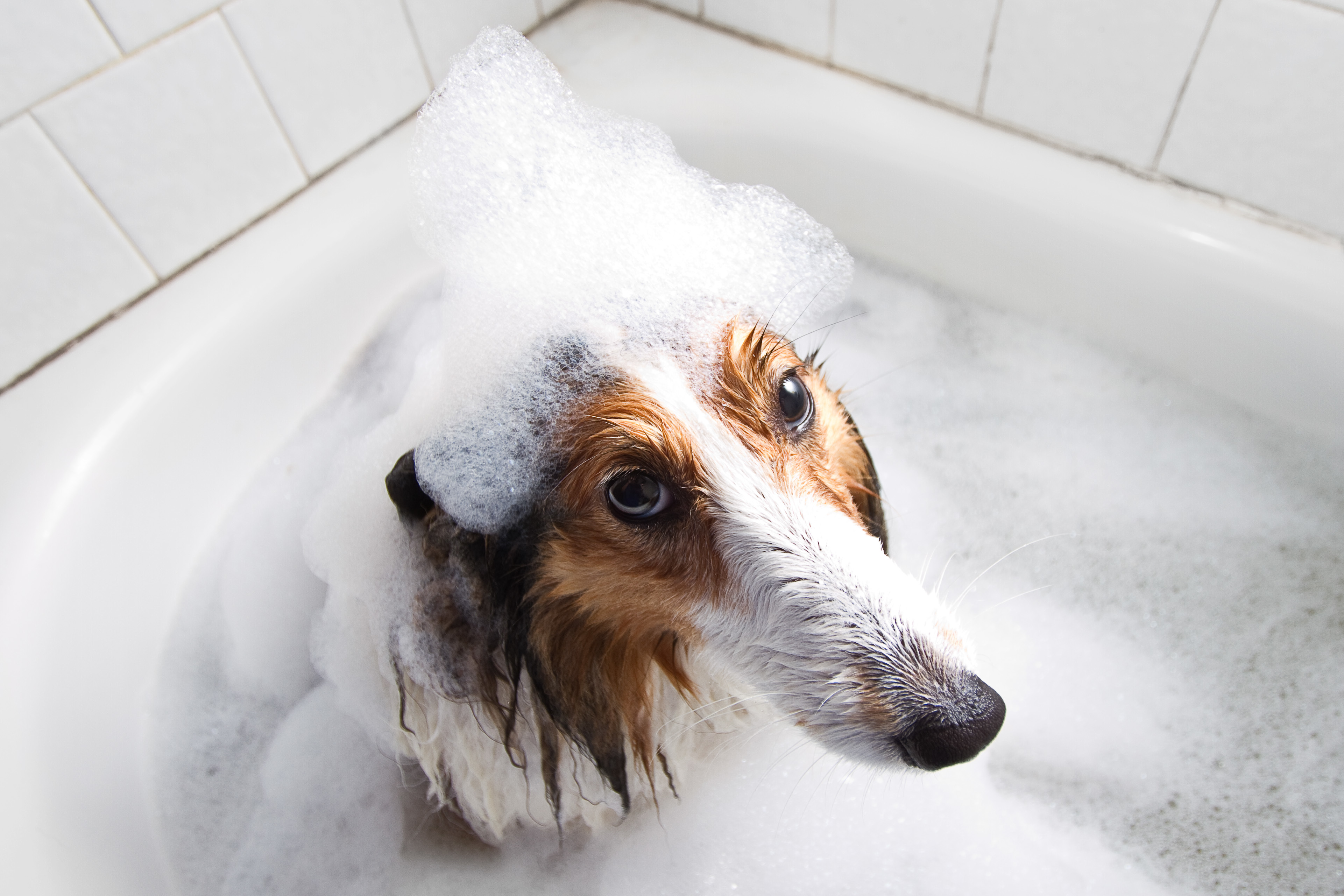 Shetland Sheepdog Dog Bathtub 3842x2561