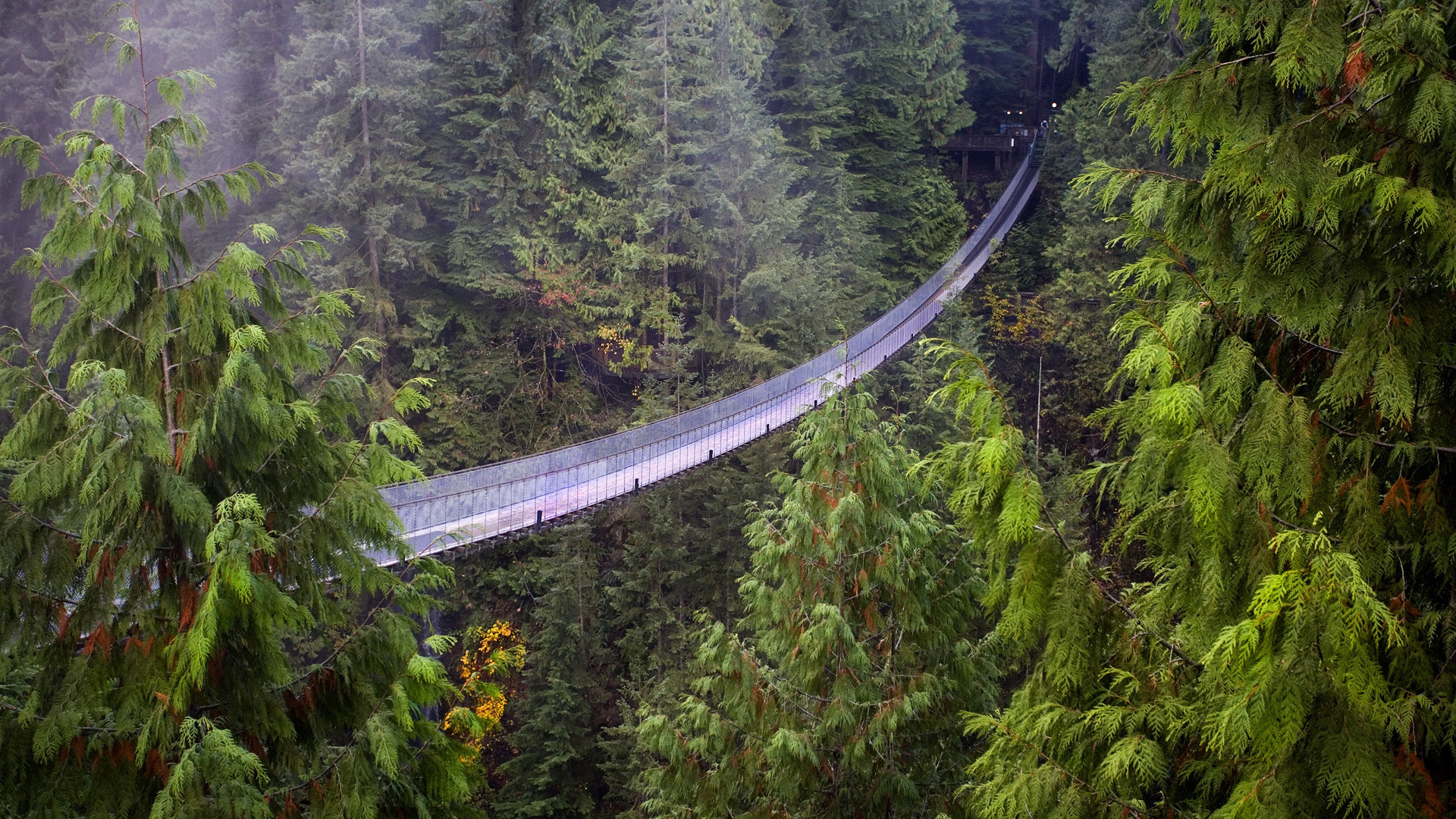 Suspension Bridge Vancouver British Columbia Forest Sekvoiyi 1920x1080