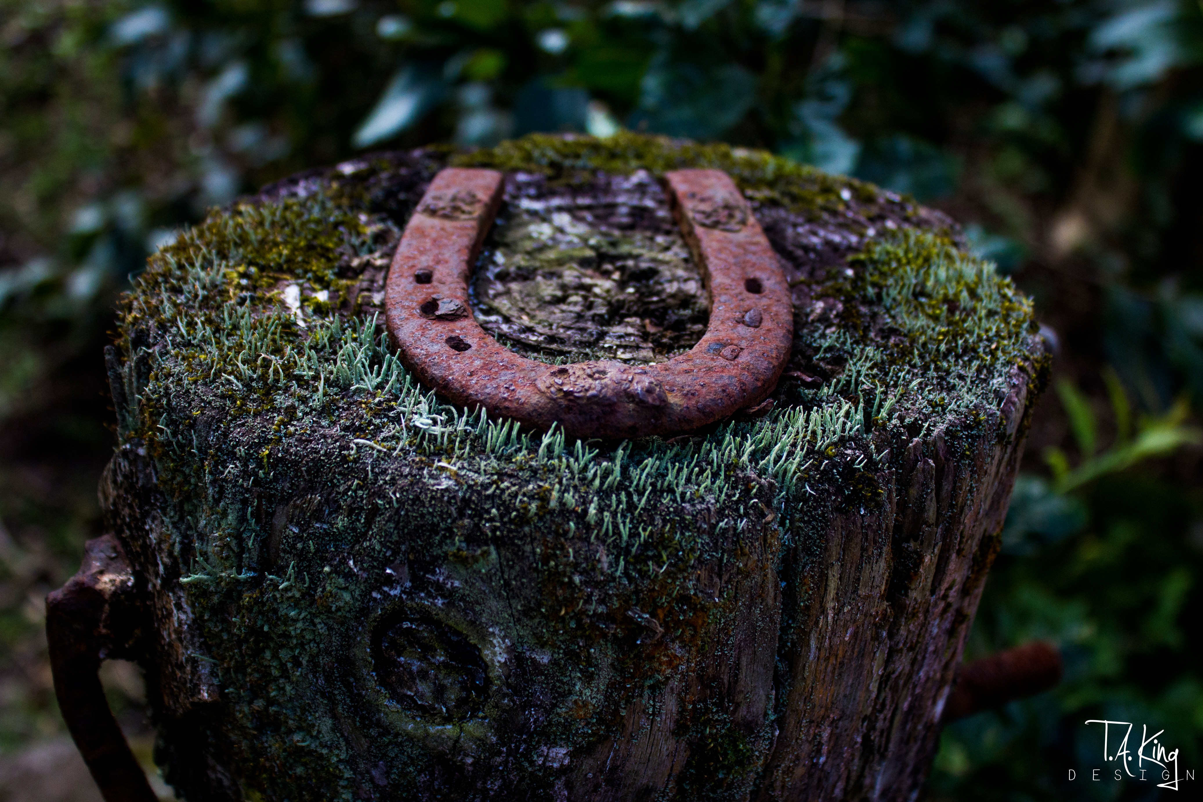 Tree Stump Lichen Wood Macro Depth Of Field Nature Rust Horseshoes Taking Design 4147x2765