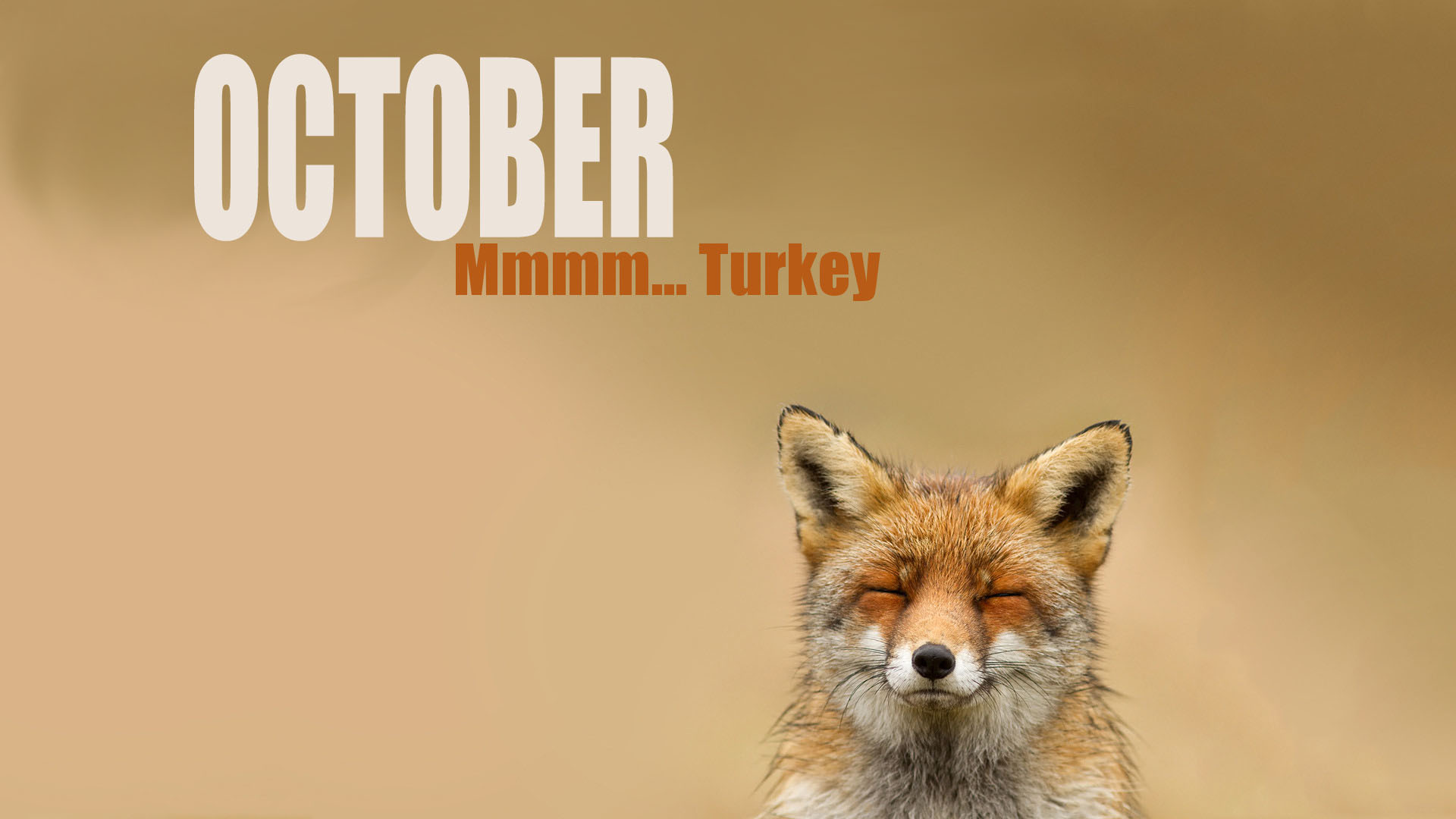 October Month Fox 1920x1080