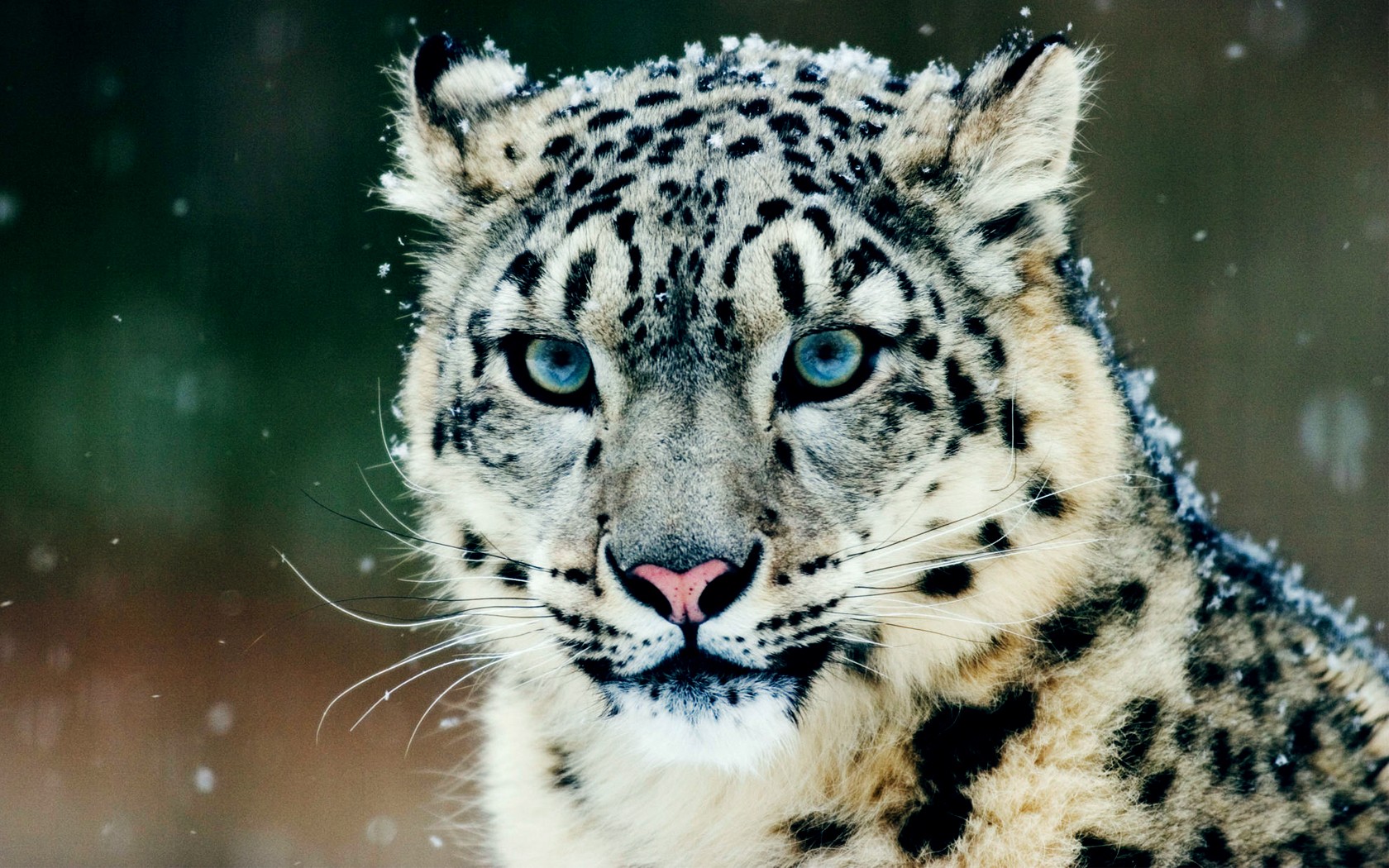 Snow Leopards Leopard Animal Snow Animals 1680x1050
