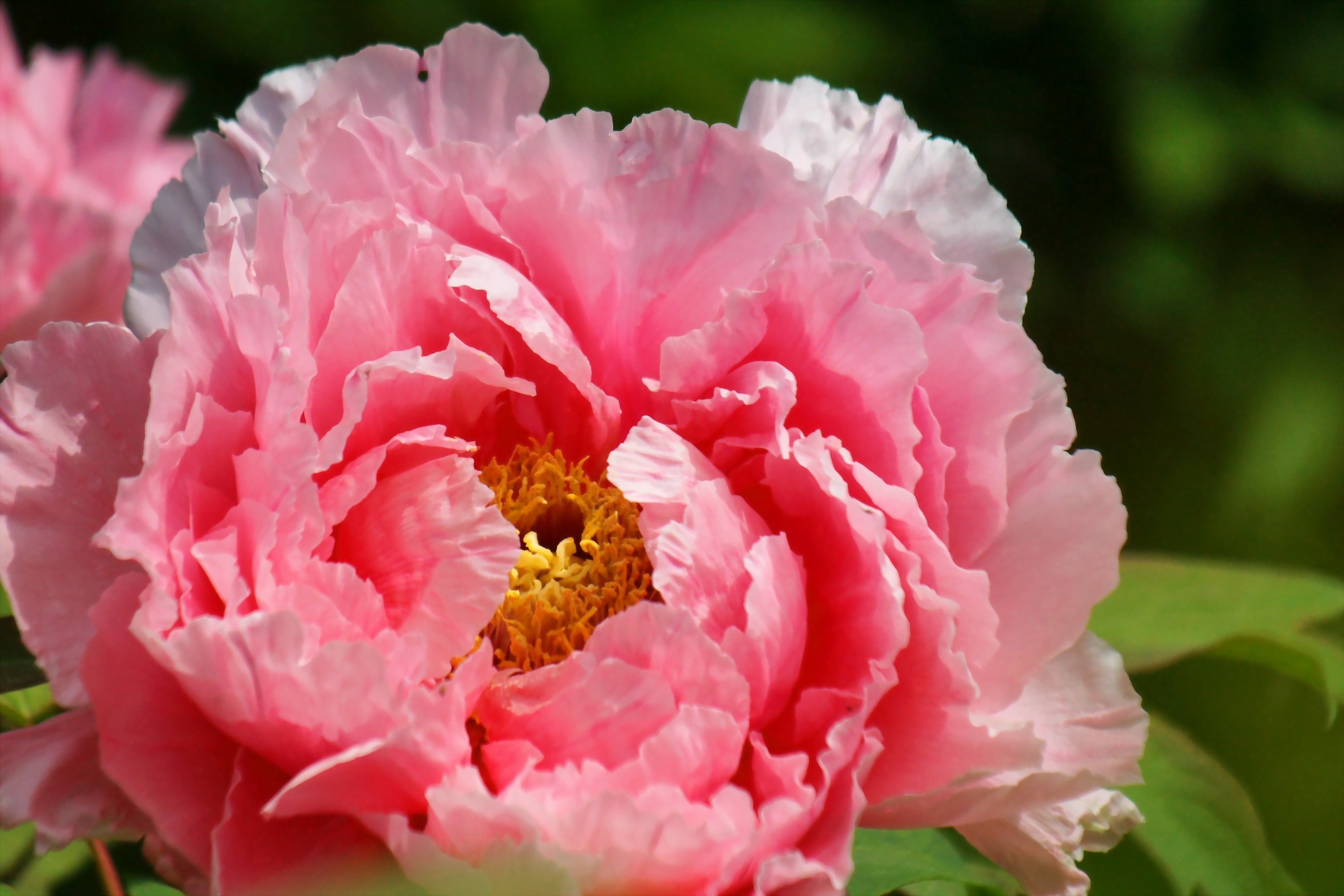 Earth Flower Peony Close Up Pink Flower 3000x2000