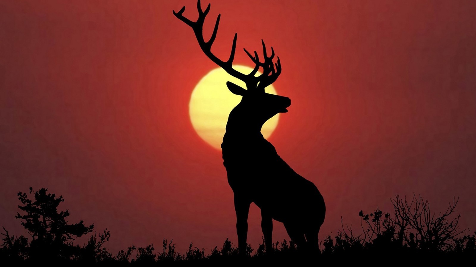 Animals Nature Deer Sun Red Silhouette Wildlife Stags Antlers 1600x900