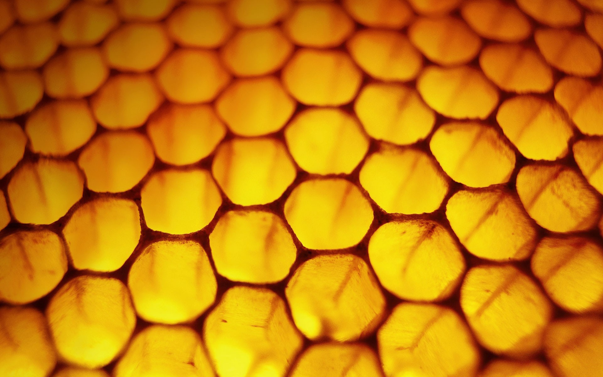 Nature Honeycombs Macro Honey Yellow Pattern 1920x1200