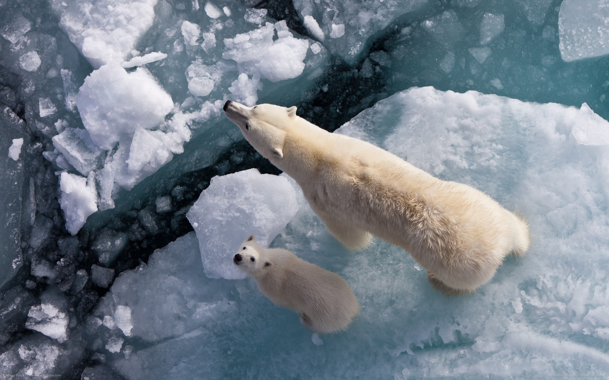 Polar Bears Cubs Ice Looking Up Baby Animals Animals Arctic 2560x1600