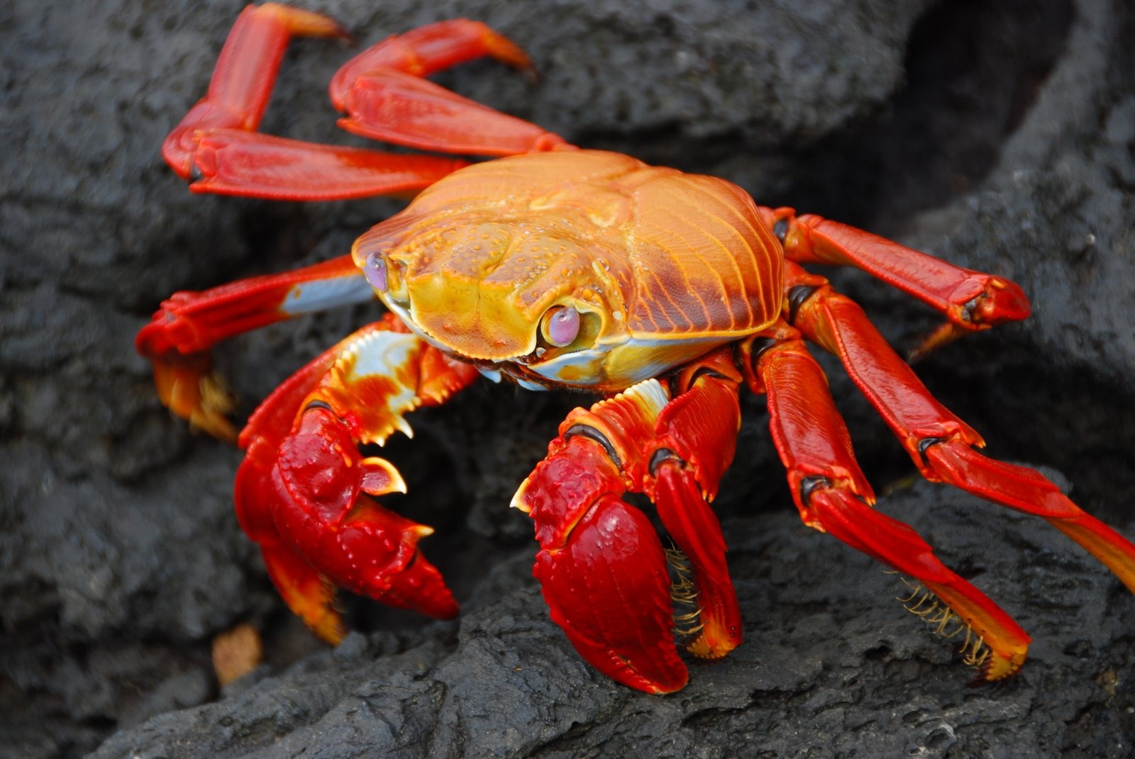 Crabs Animals Nature Grapsus Crustaceans Red Macro 1600x1071