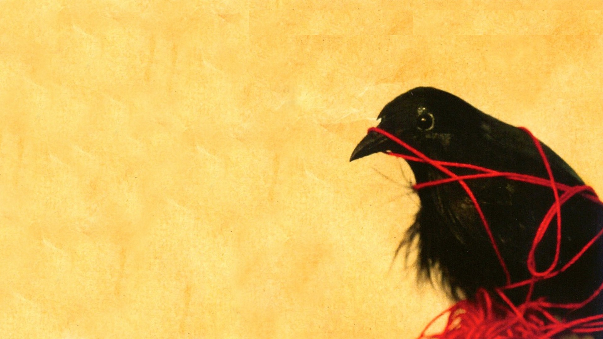 Music Album Covers Death Cab For Cutie Animals Raven 1920x1080