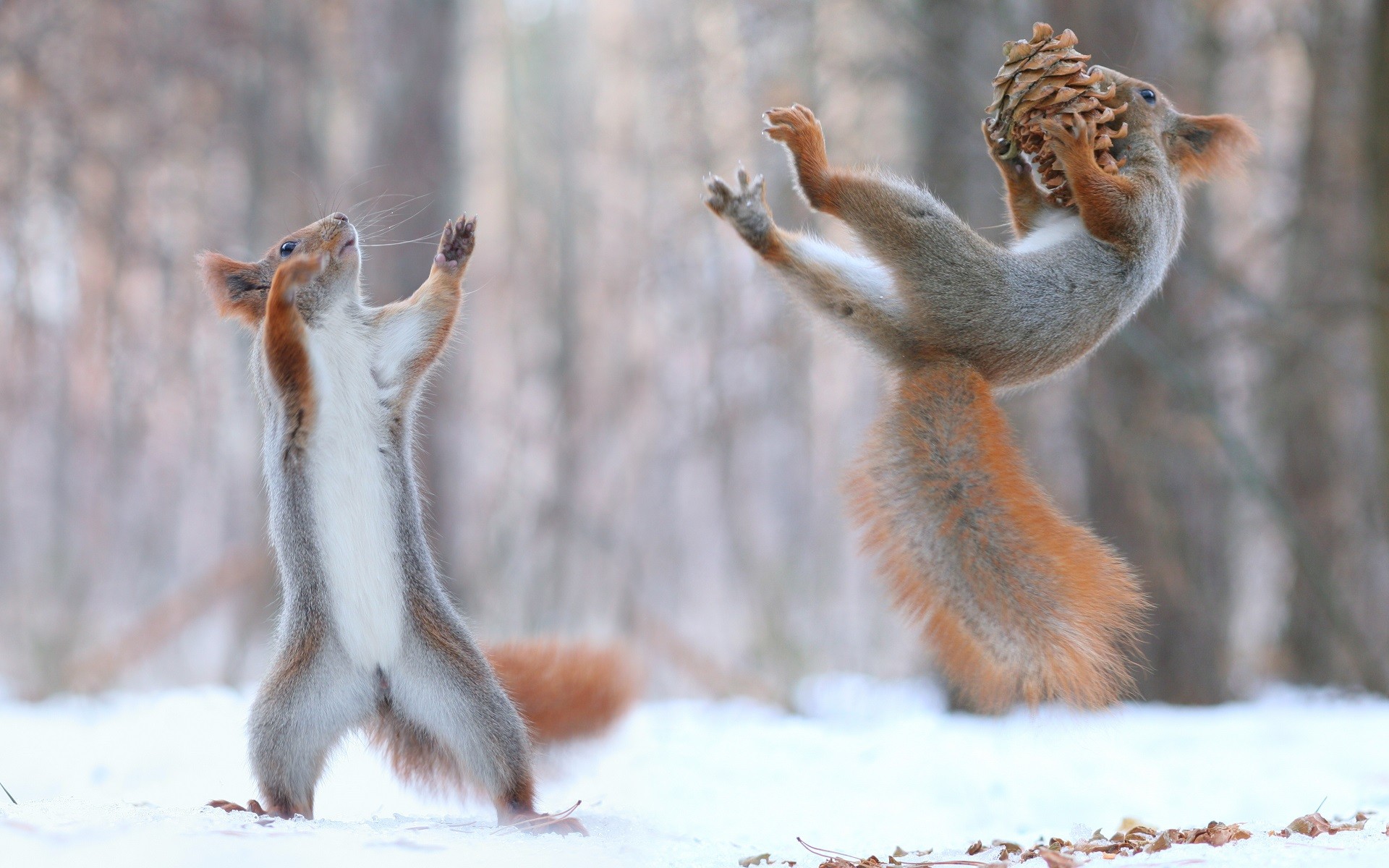 Nature Animals Squirrel Snow Winter Force Cones 1920x1200
