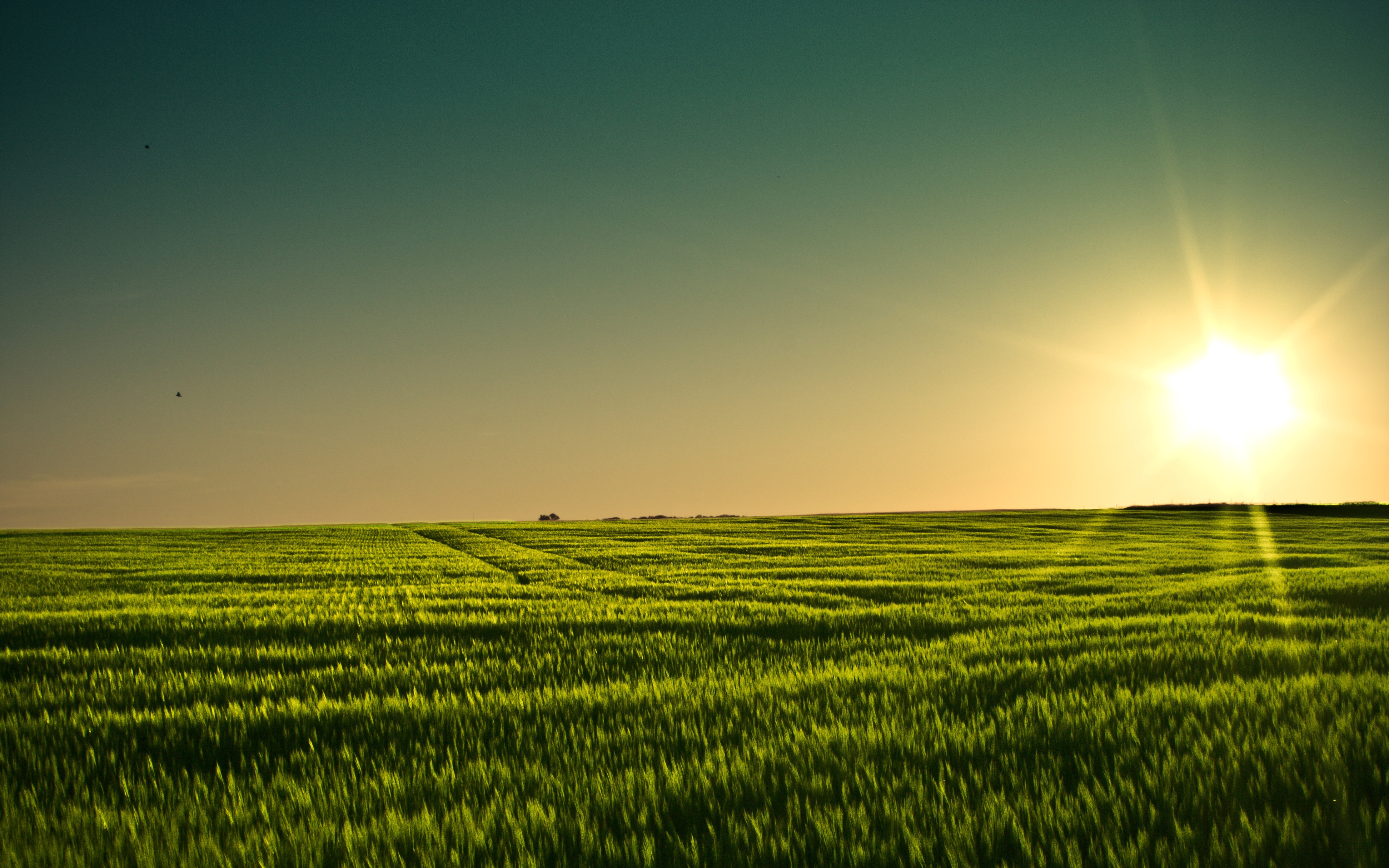 Sunset Field Barley Minnesota 3888x2430