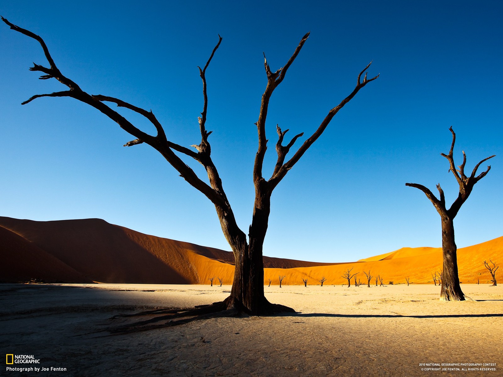 National Geographic Landscape Desert Nature Trees Namibia 2010 Year 1600x1200