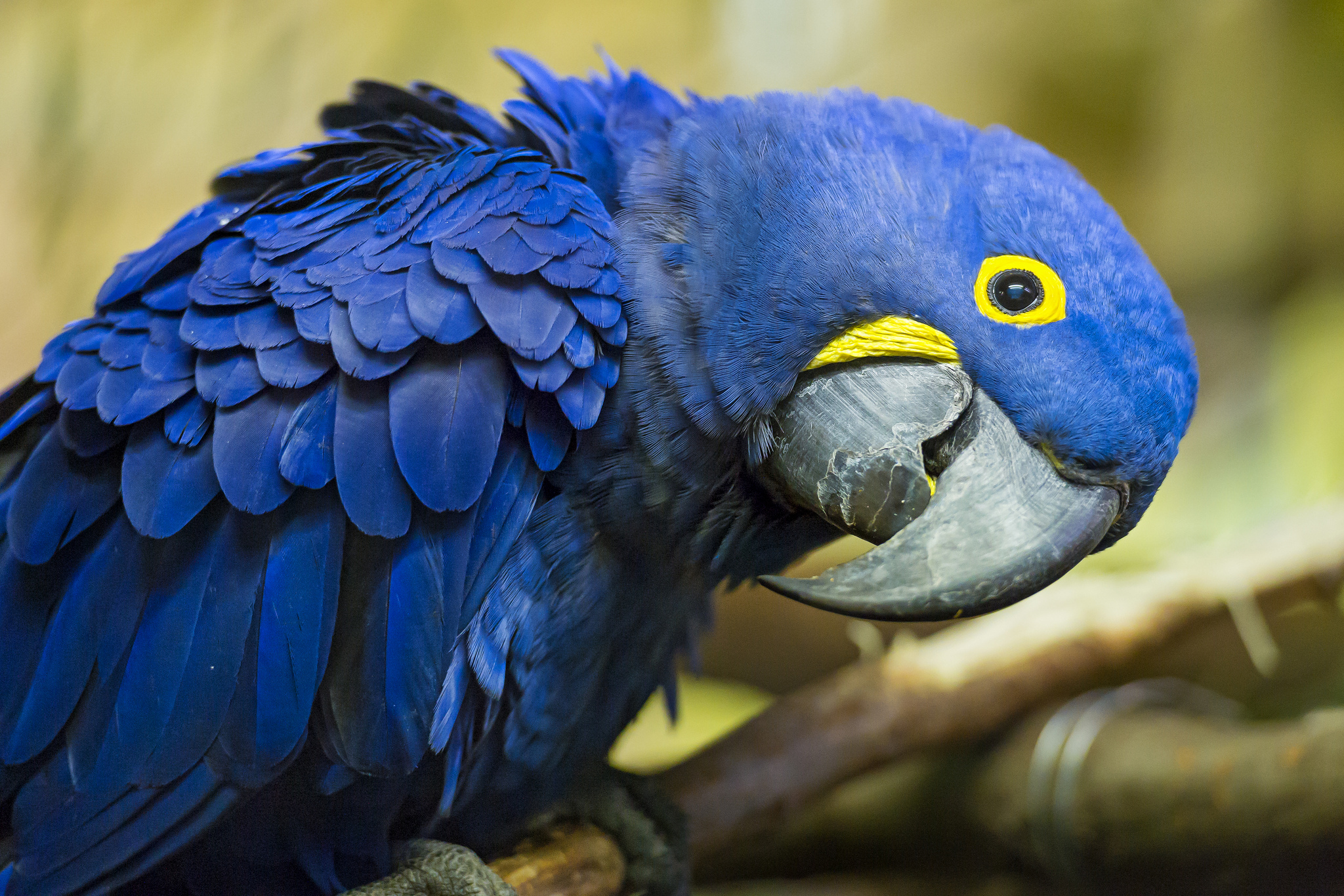 Animal Hyacinth Macaw 2048x1366