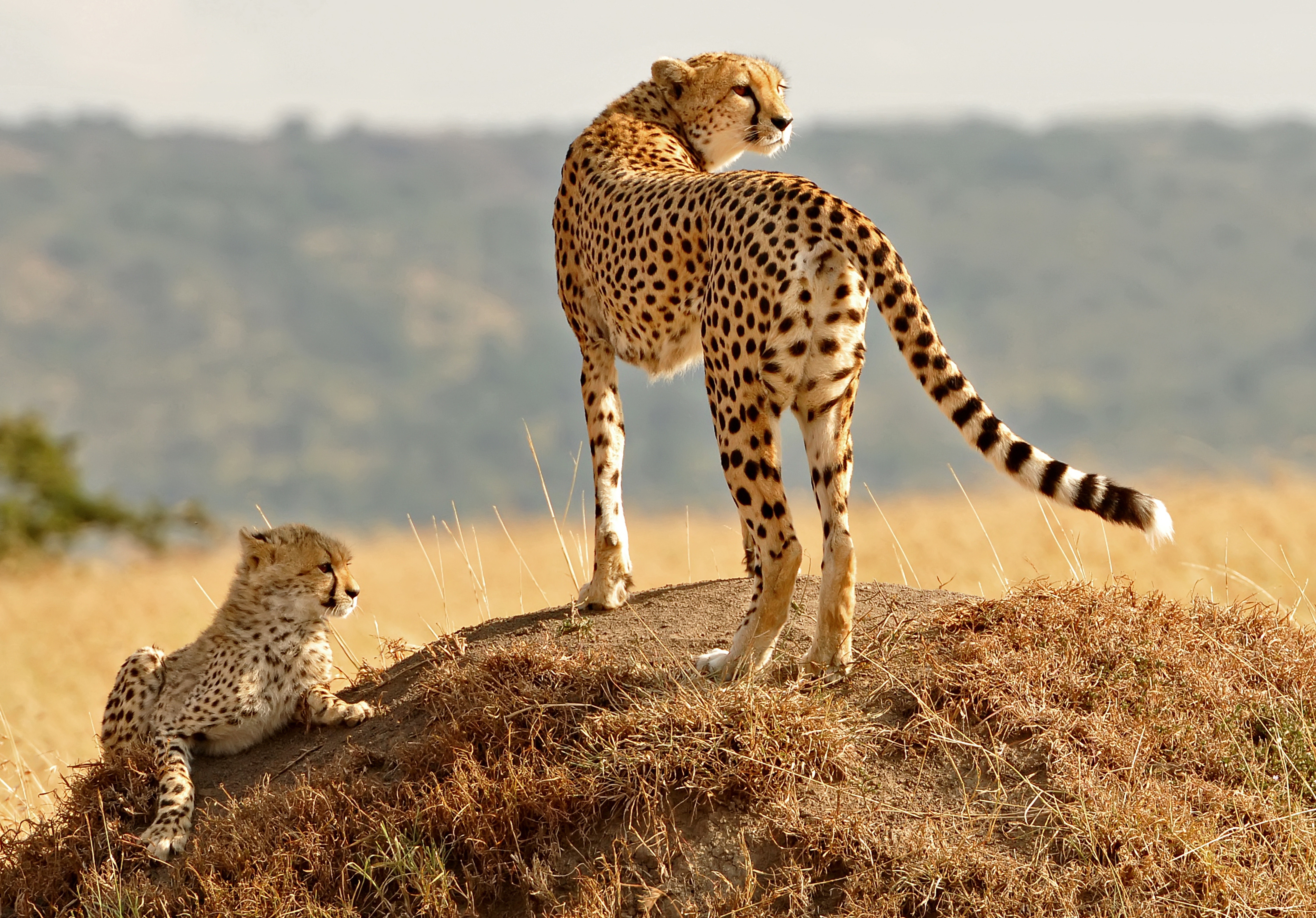 Animals Nature Cheetahs Baby Animals 6000x4186