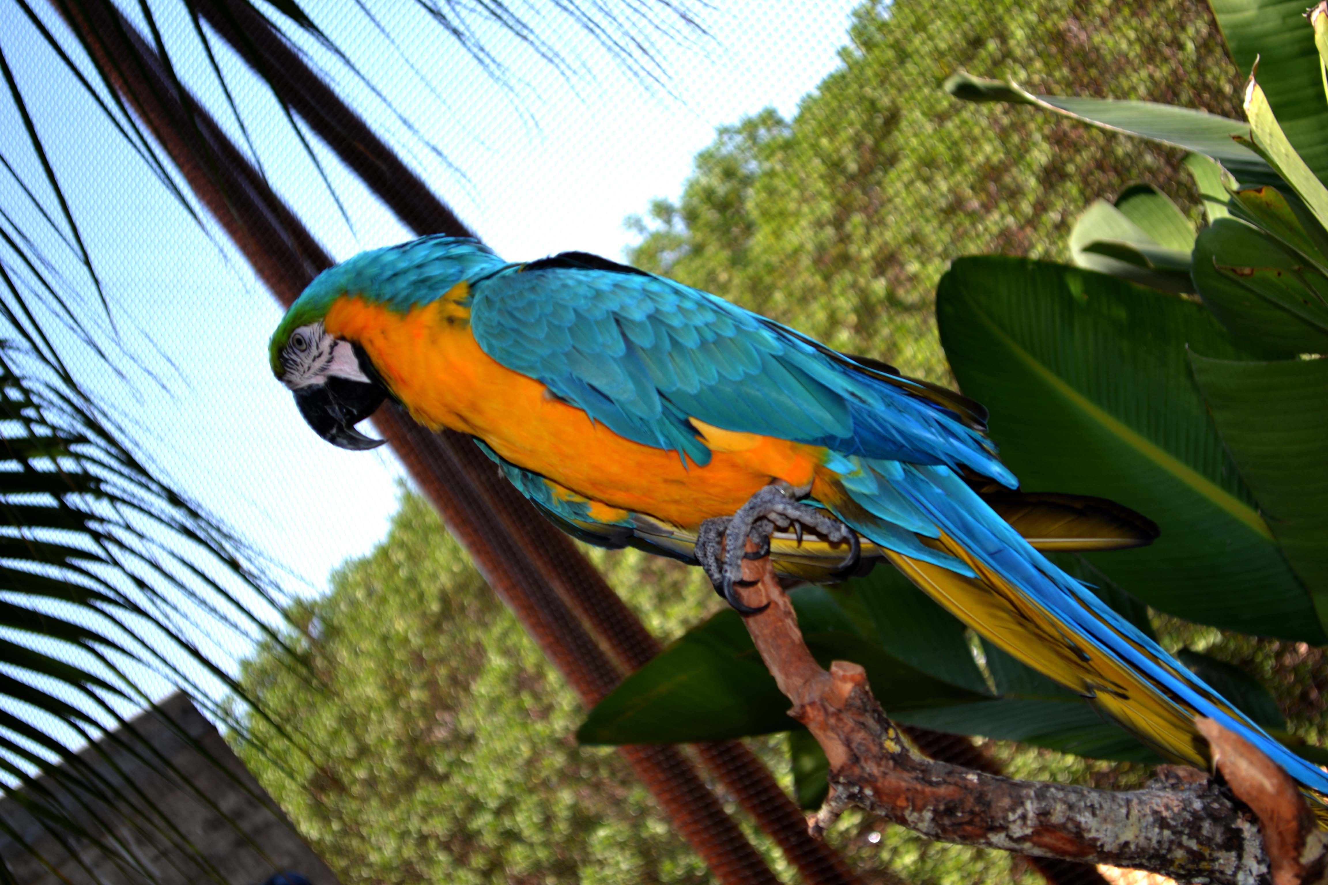 Macaws 4608x3072