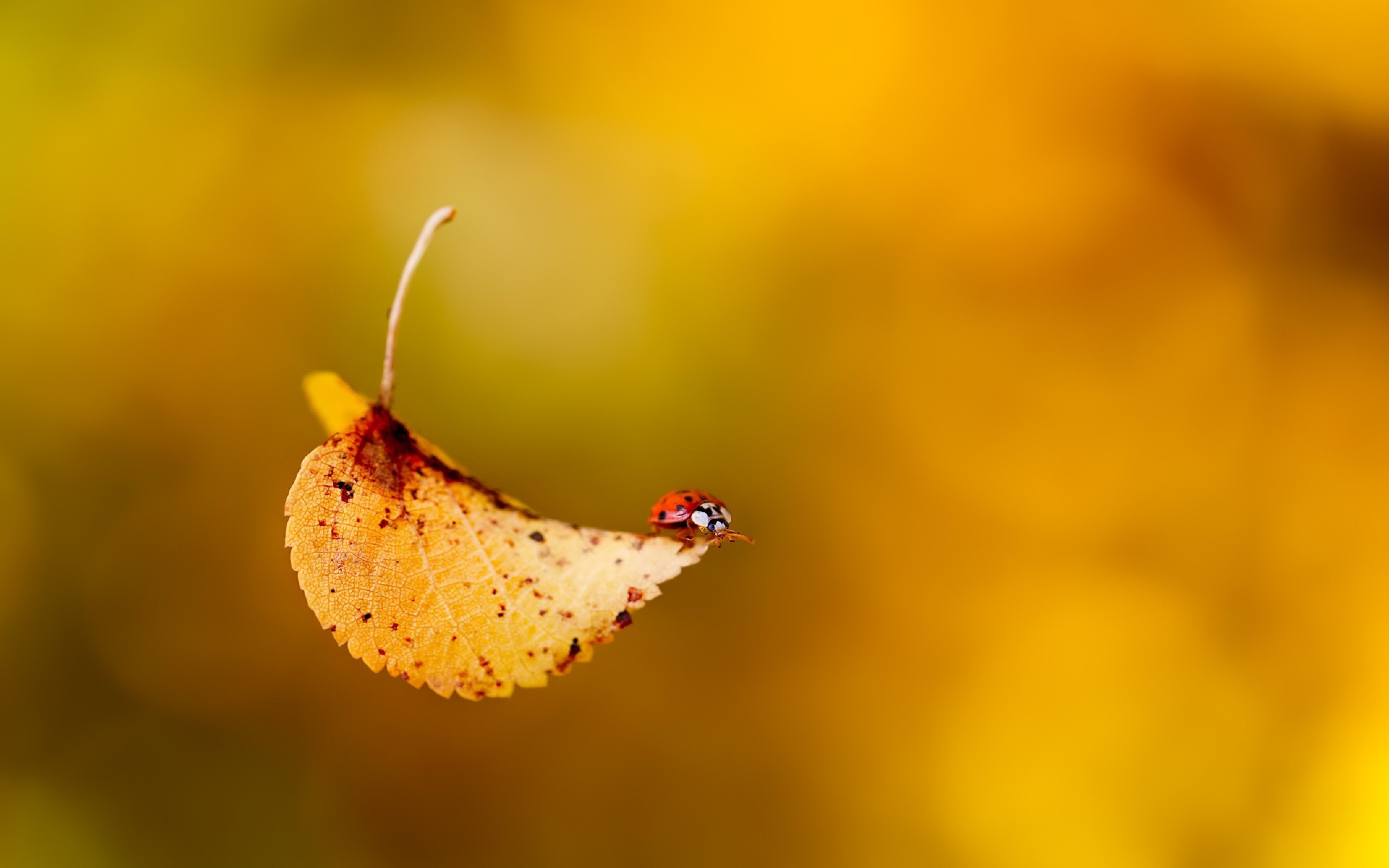 Nature Leaves Animals Fall Insect 3840x2400