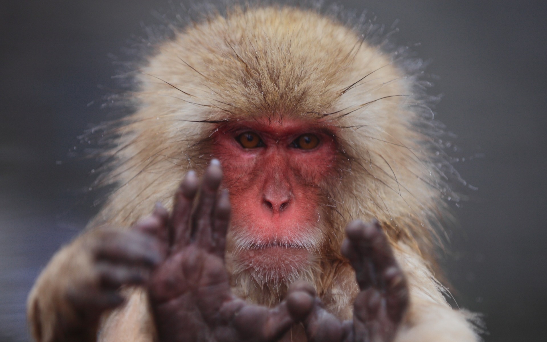 Animals Monkey Macaques Hands Looking At Viewer Frontal View 1920x1200