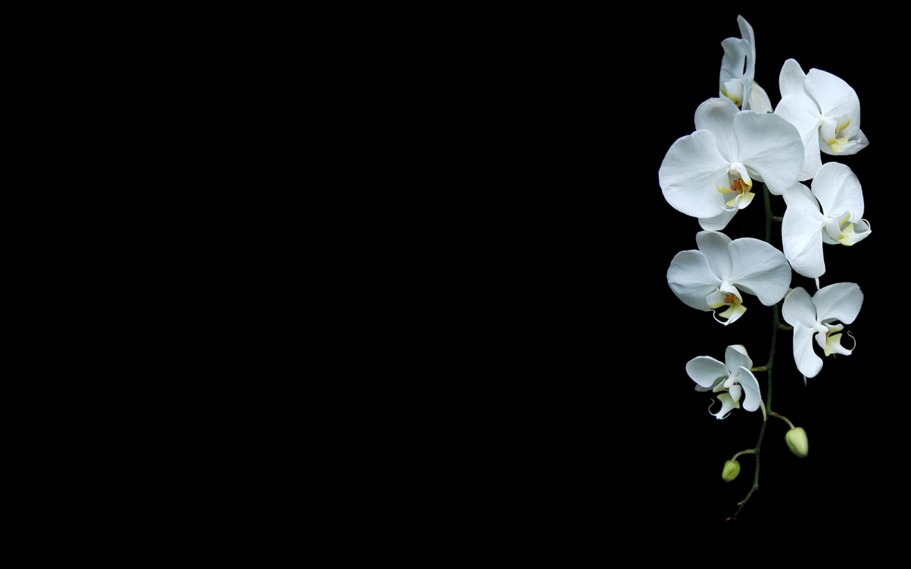 Black Background Orchids White Flowers Flowers Plants Simple Background 1280x800