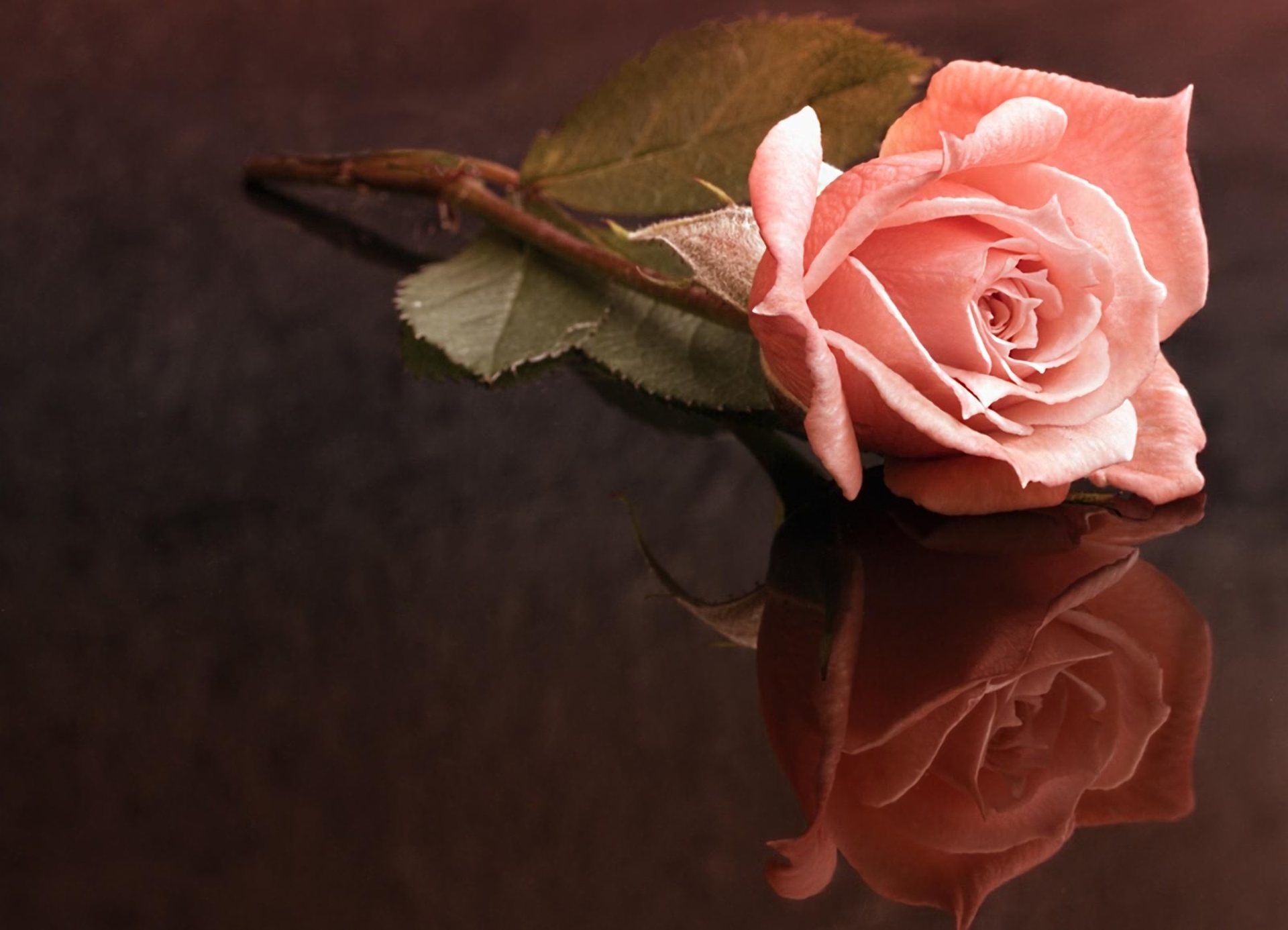 Reflection Flower Rose Pink Rose Stem Pink Flower 1920x1386