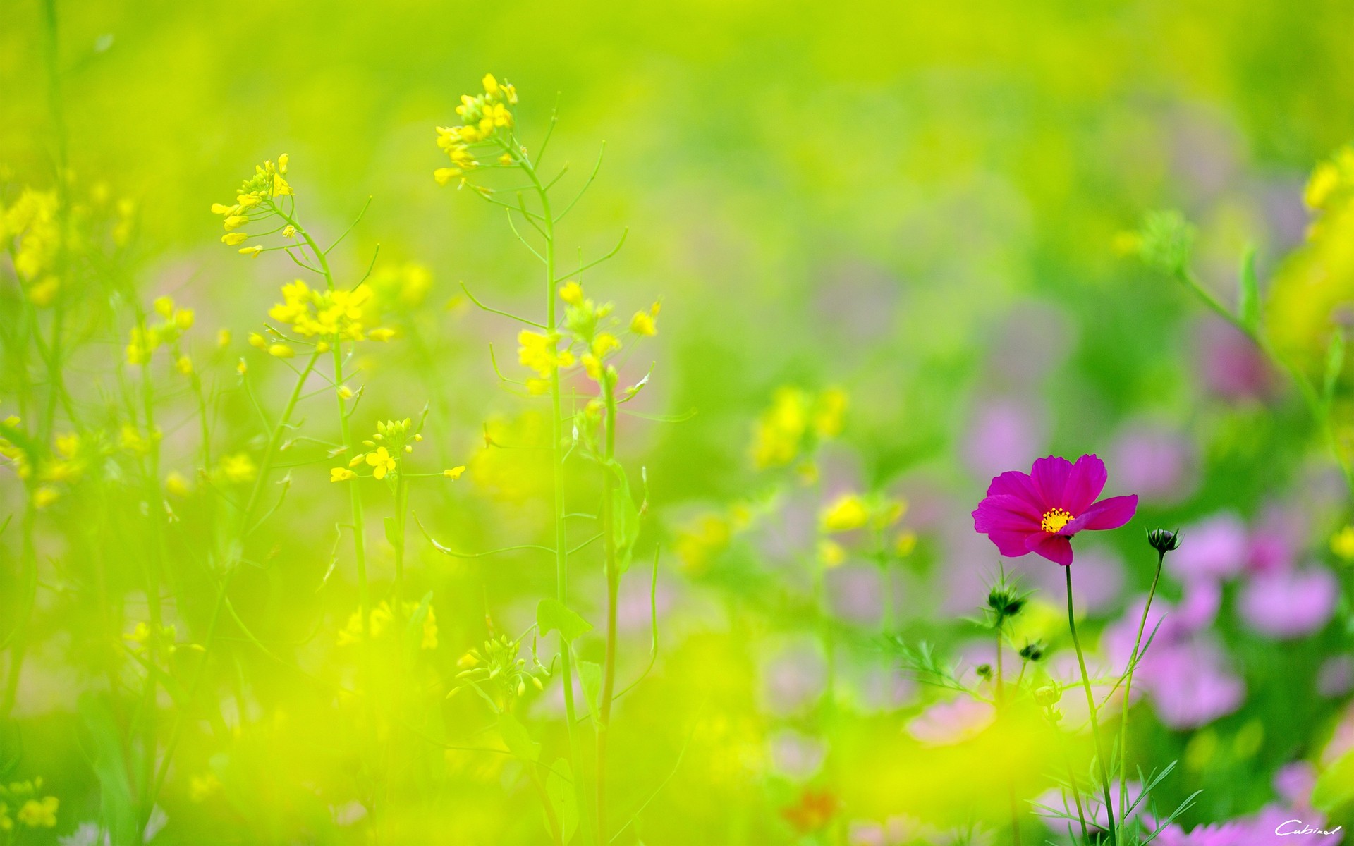 Nature Flowers Cosmos Flower Plants 1920x1200