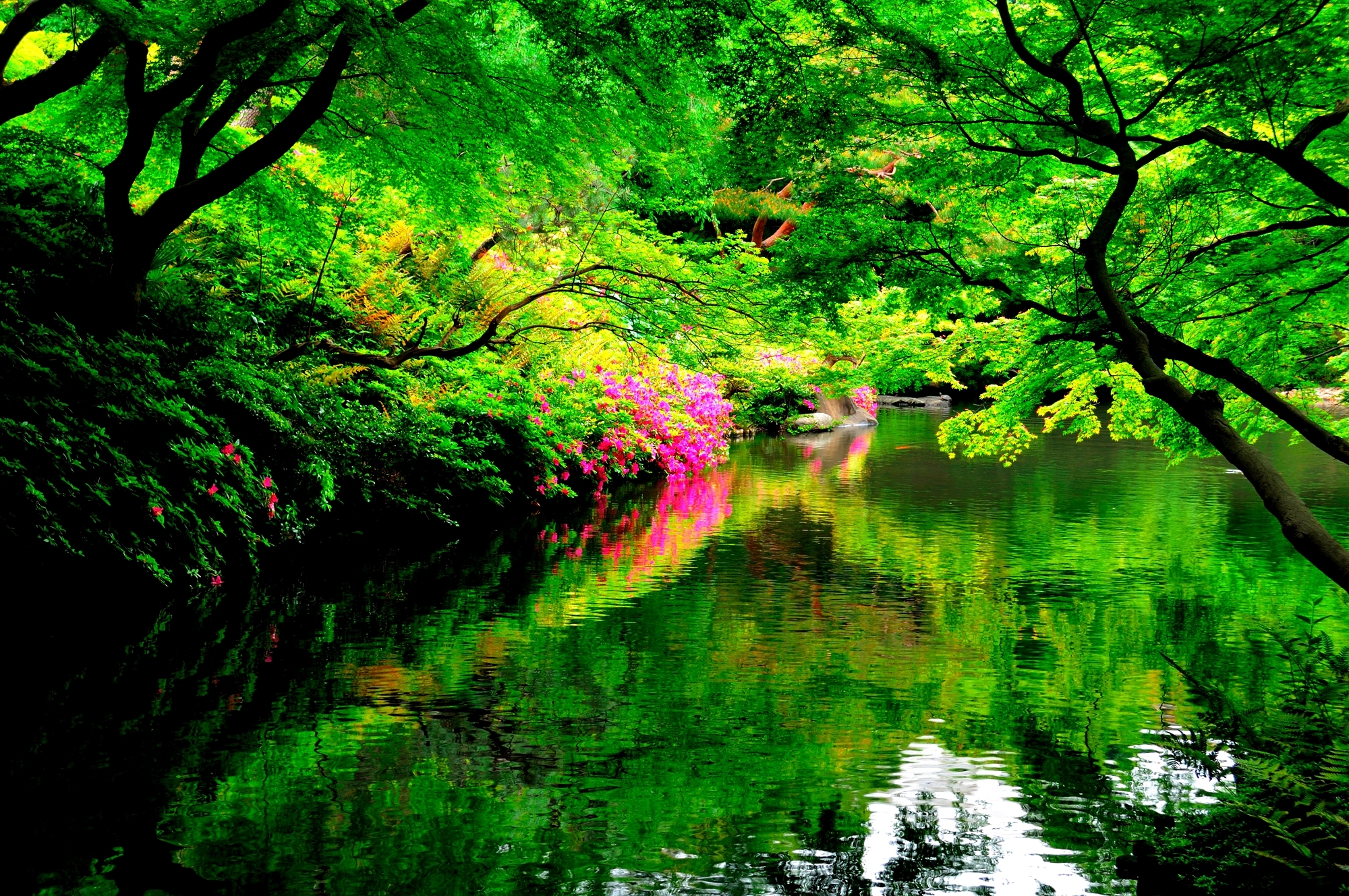 Park Spring Reflection Tree Flower Green Japanese Garden 2000x1328