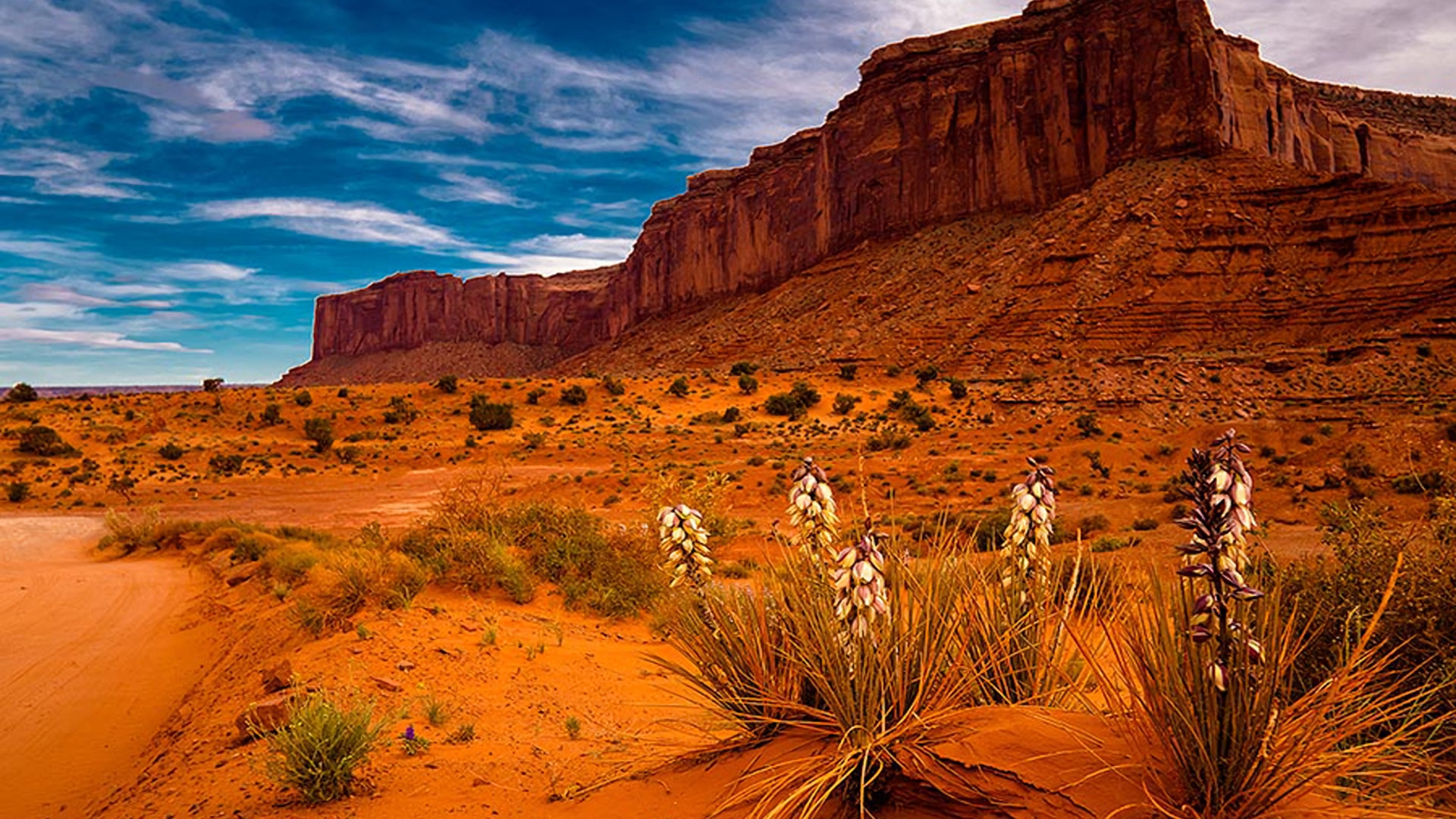 Earth Desert Rock Sedona Arizona Plant 1920x1080