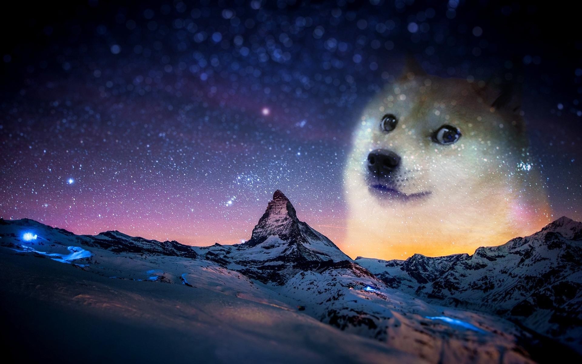 Snow Night Animals Doge Memes Humor 1920x1200
