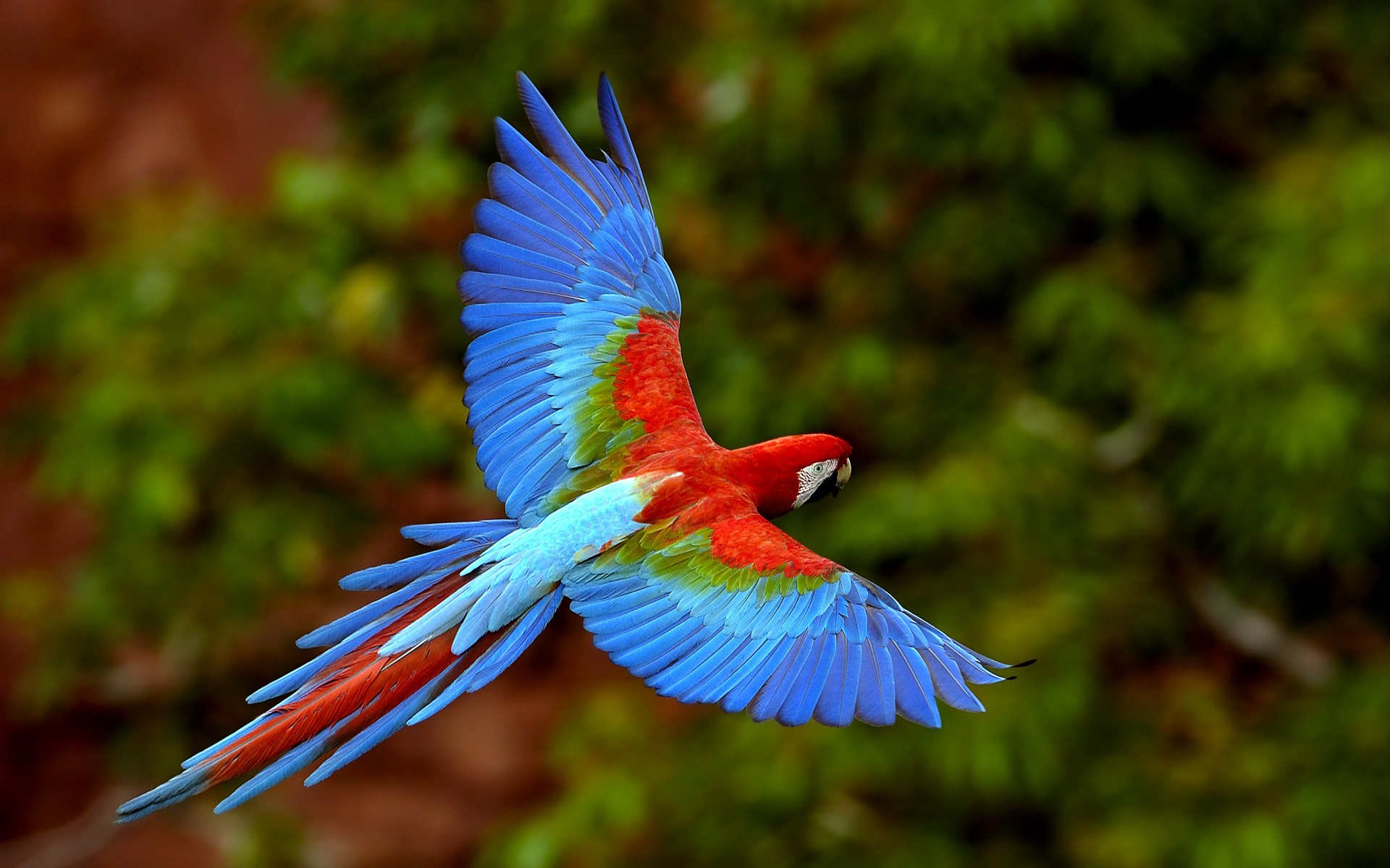 Birds Exotic Macaws Parrot 1920x1200