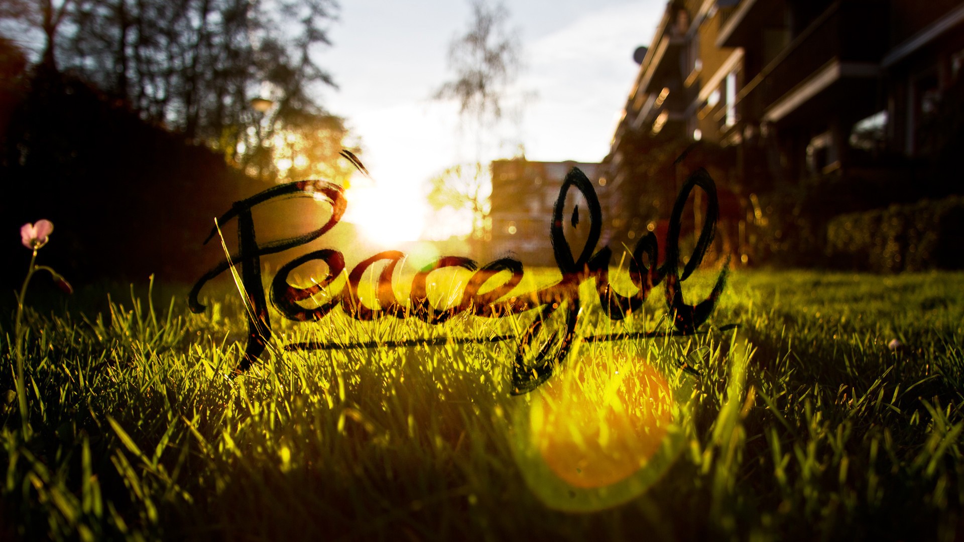 Peaceful Grass Sun Blurred Wallpaper - Resolution:1920x1080 - ID:30948