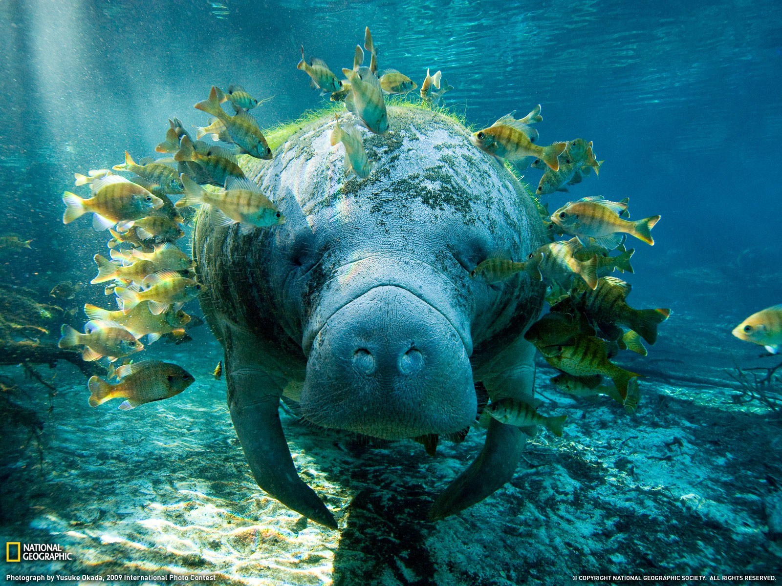 Manatee Animals National Geographic Fish Sea Life Blue Underwater Turquoise 1600x1200