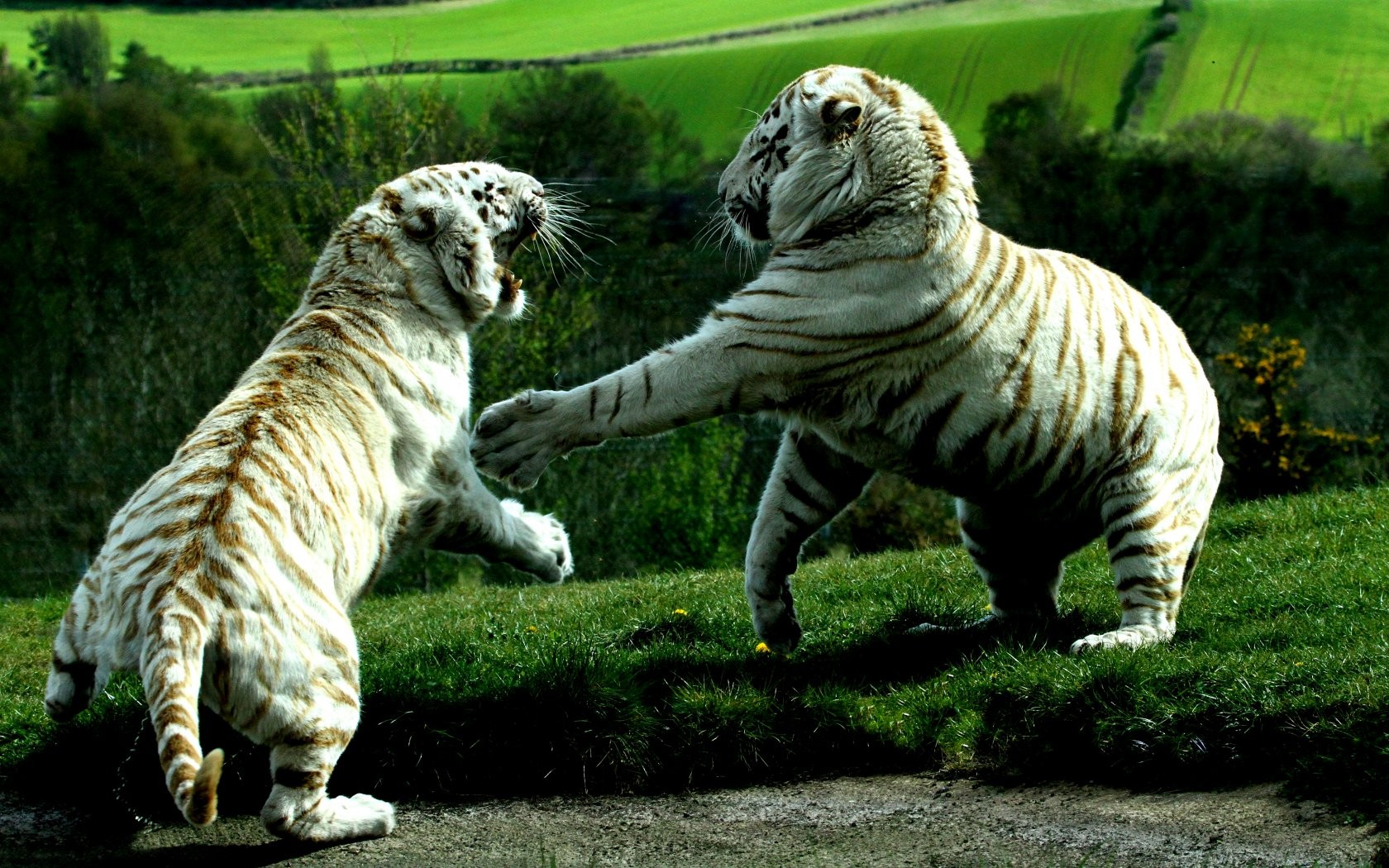 Tiger White Tigers Animals 1680x1050