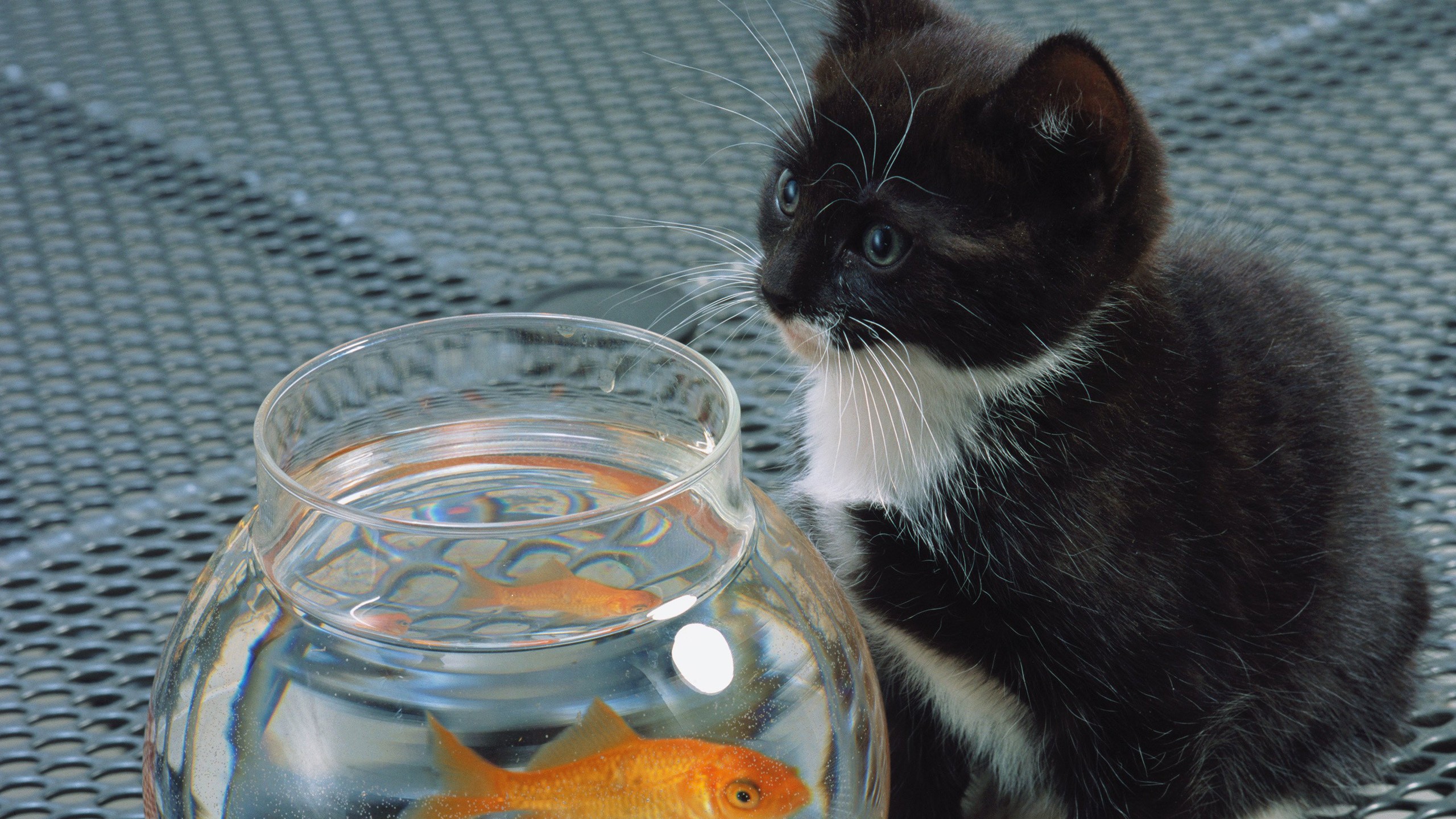 Animals Goldfish Fishbowls Cats Kittens 2560x1440