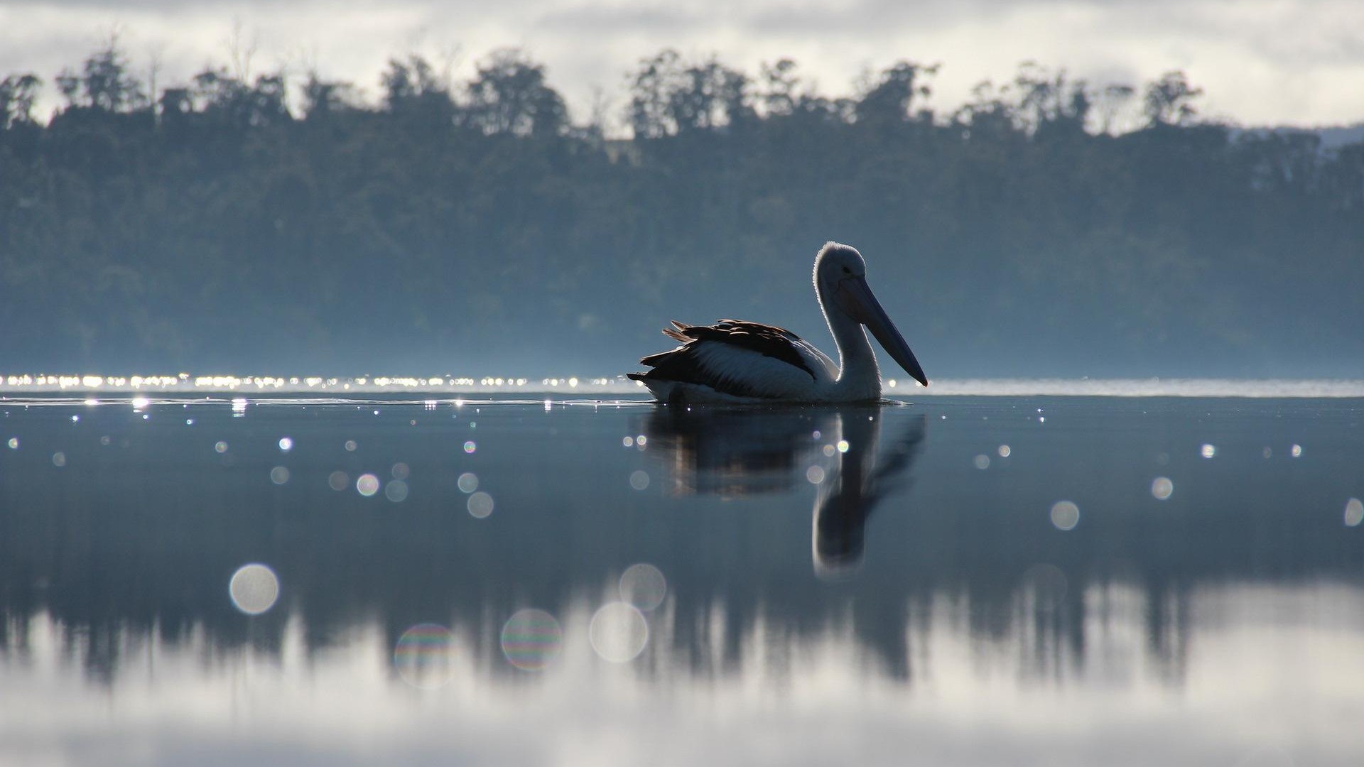 Nature Animals Birds Pelicans Landscape Water Trees Forest Sunlight Bokeh Reflection 1920x1080