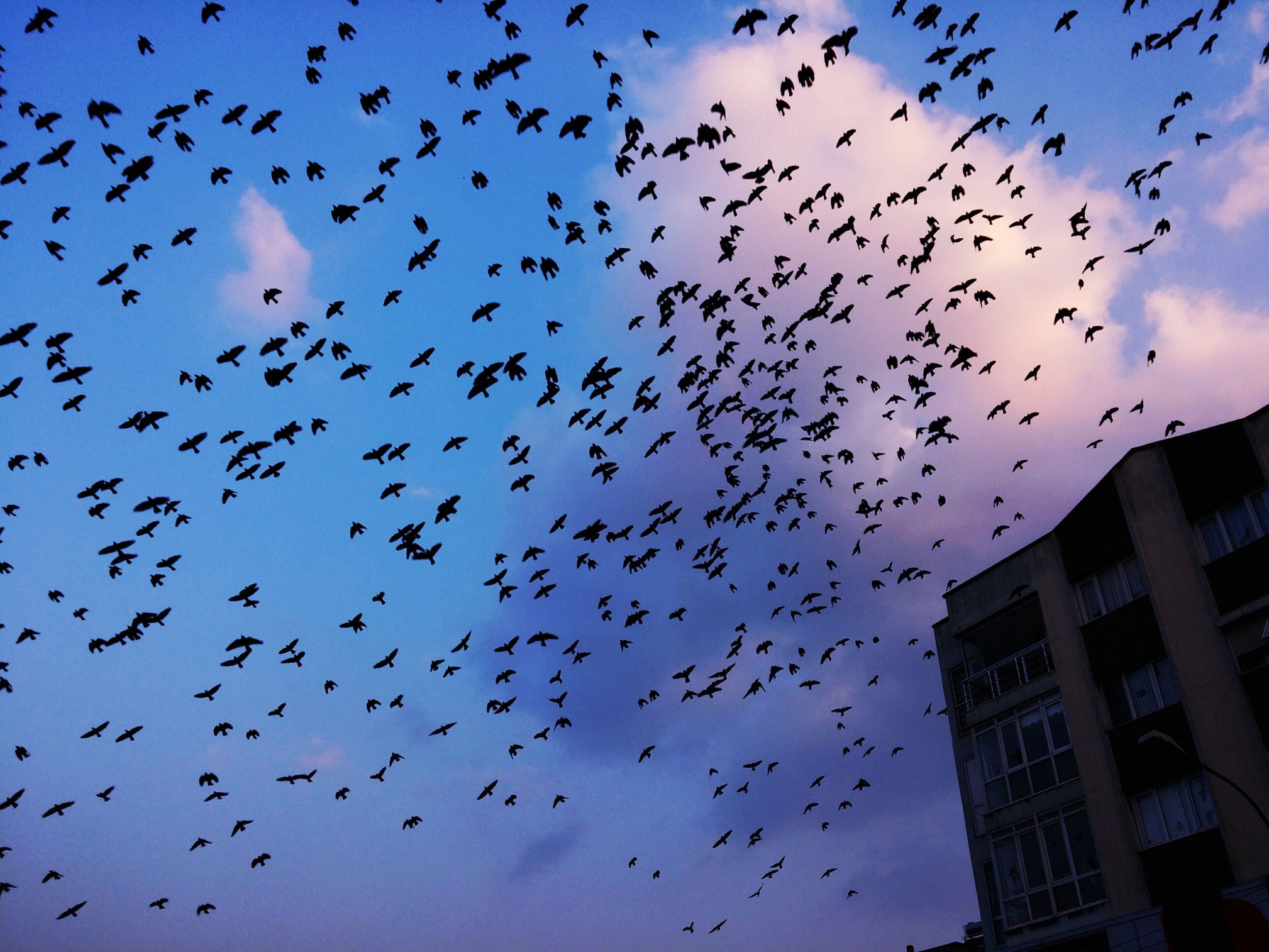 Swallow Bird Migration Animals Building Birds 2582x1937