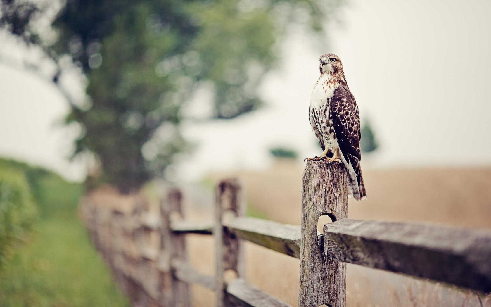 Depth Of Field Falcons Fence Birds Nature Animals 1680x1050