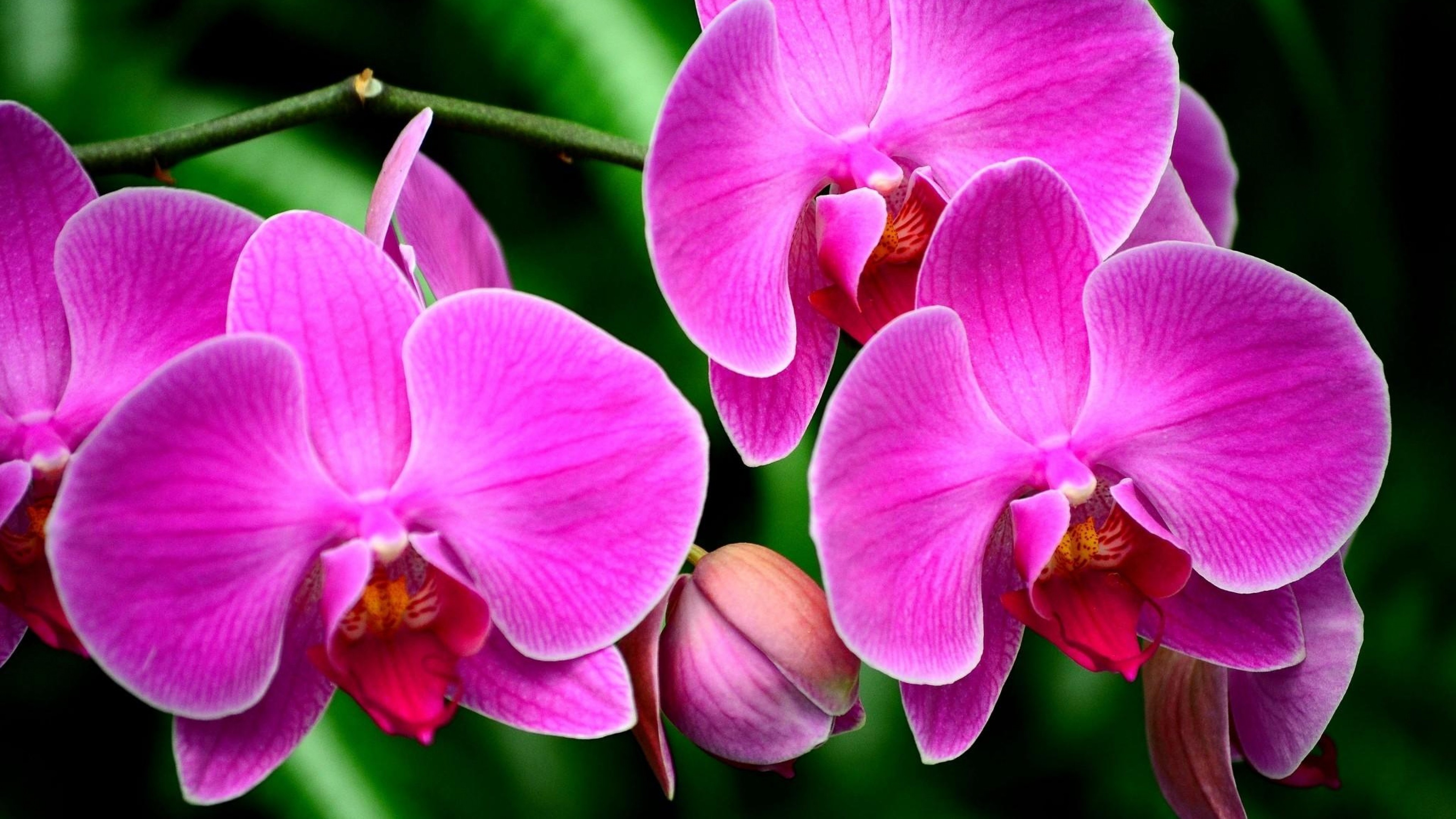 Orchids Pink Flowers 3840x2160
