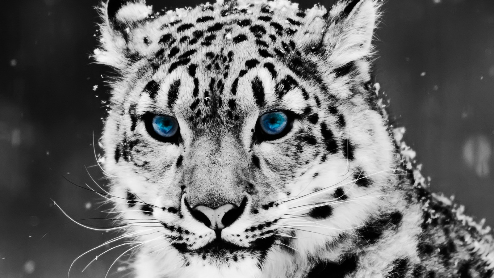 Animals Snow Leopards Big Cats Selective Coloring Mammals 1600x900